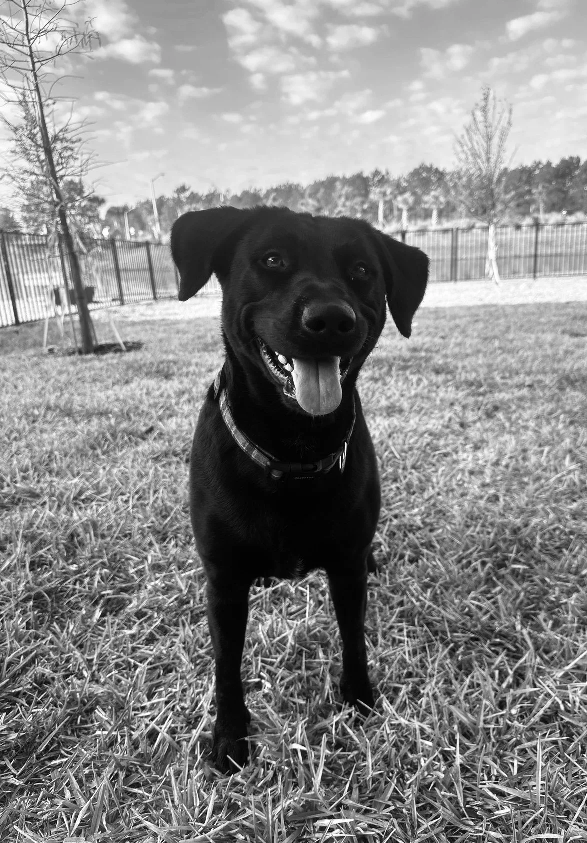 A happy black dog with a collar standing on grass at a park, smiling with tongue out, in a black and white photo.