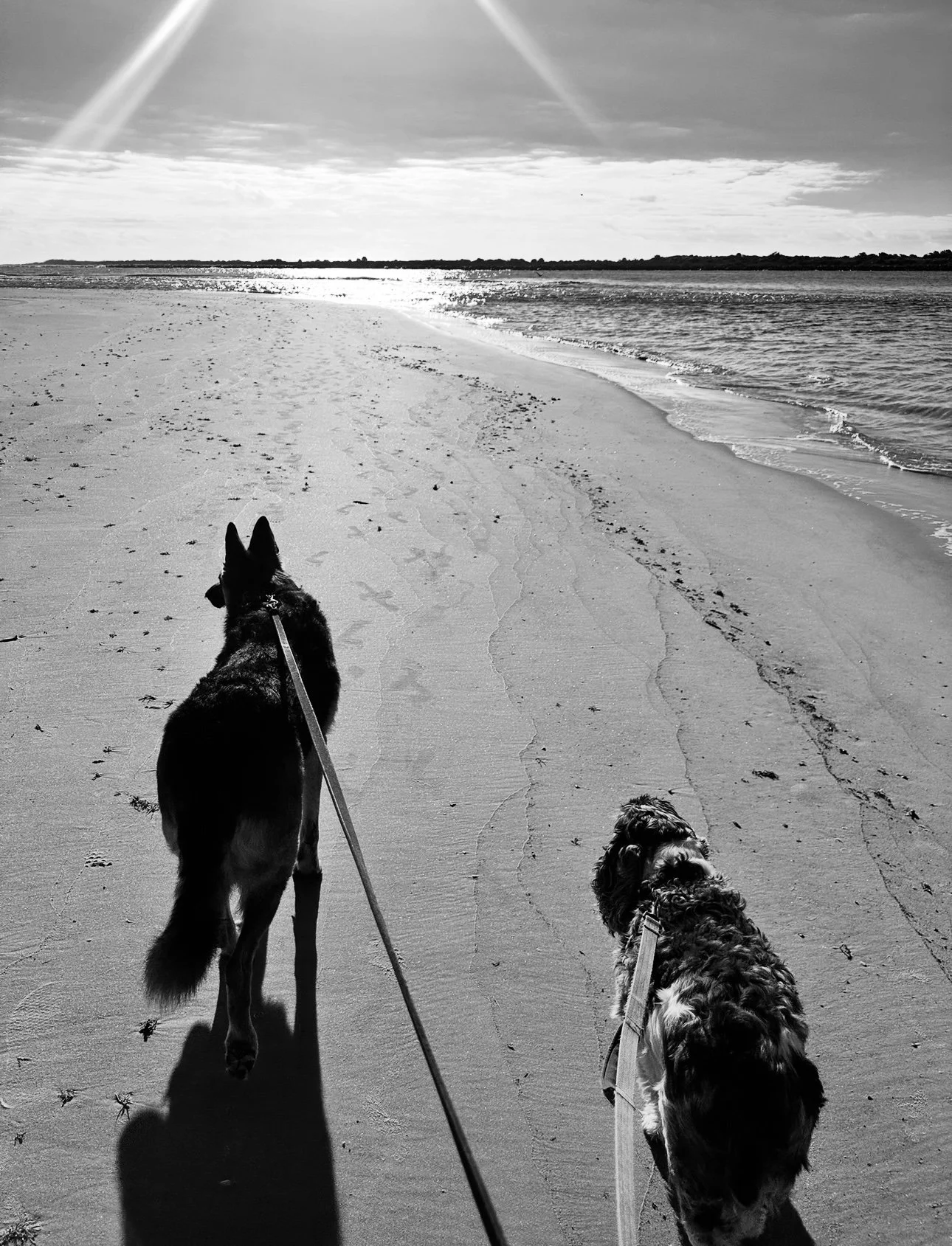 Professional canine behavior assessment and pet sitting in Nocatee and Ponte Vedra.