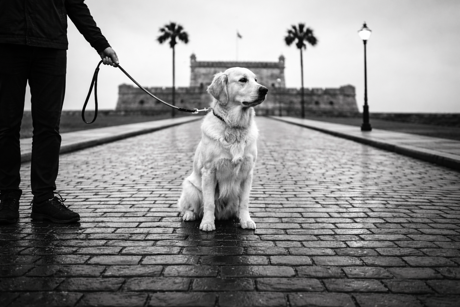 A person holding a leash of a sitting retriever dog on a wet cobblestone street with a historic fortress and two palm trees in the background, black and white photo.