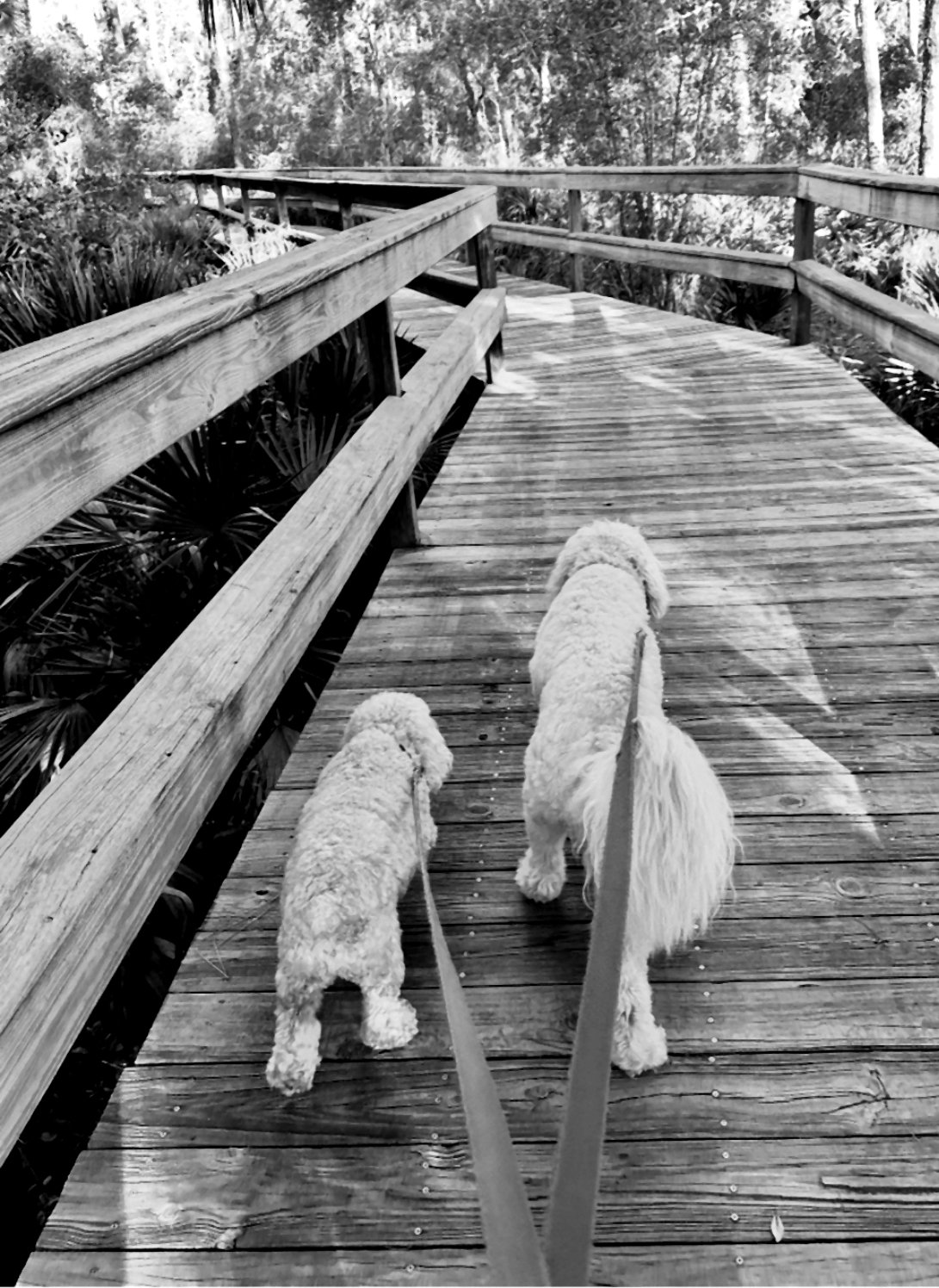 Luxury dog walking services in St. Augustine and World Golf Village.