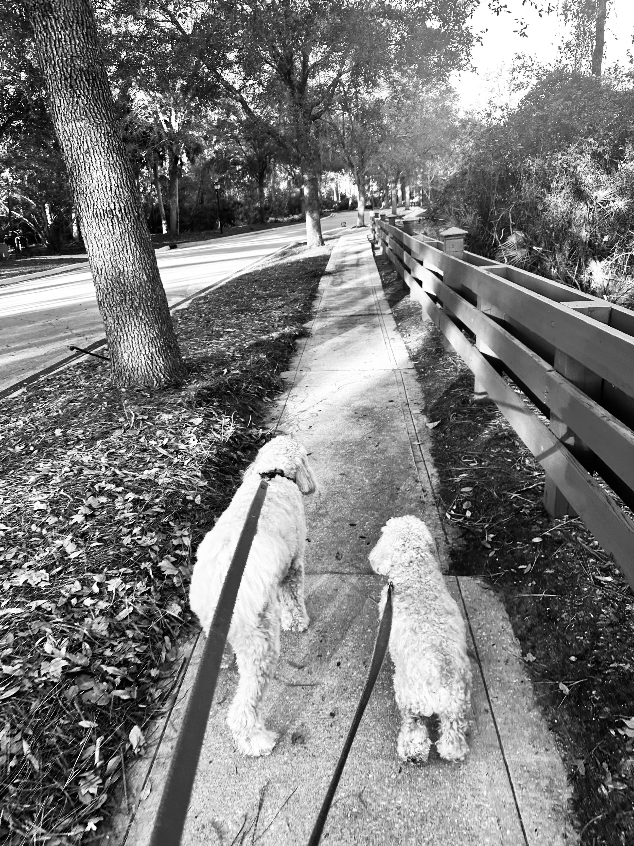 Two dogs on leashes walking on a sidewalk in a park-like area, with trees and a wooden fence on the right side.