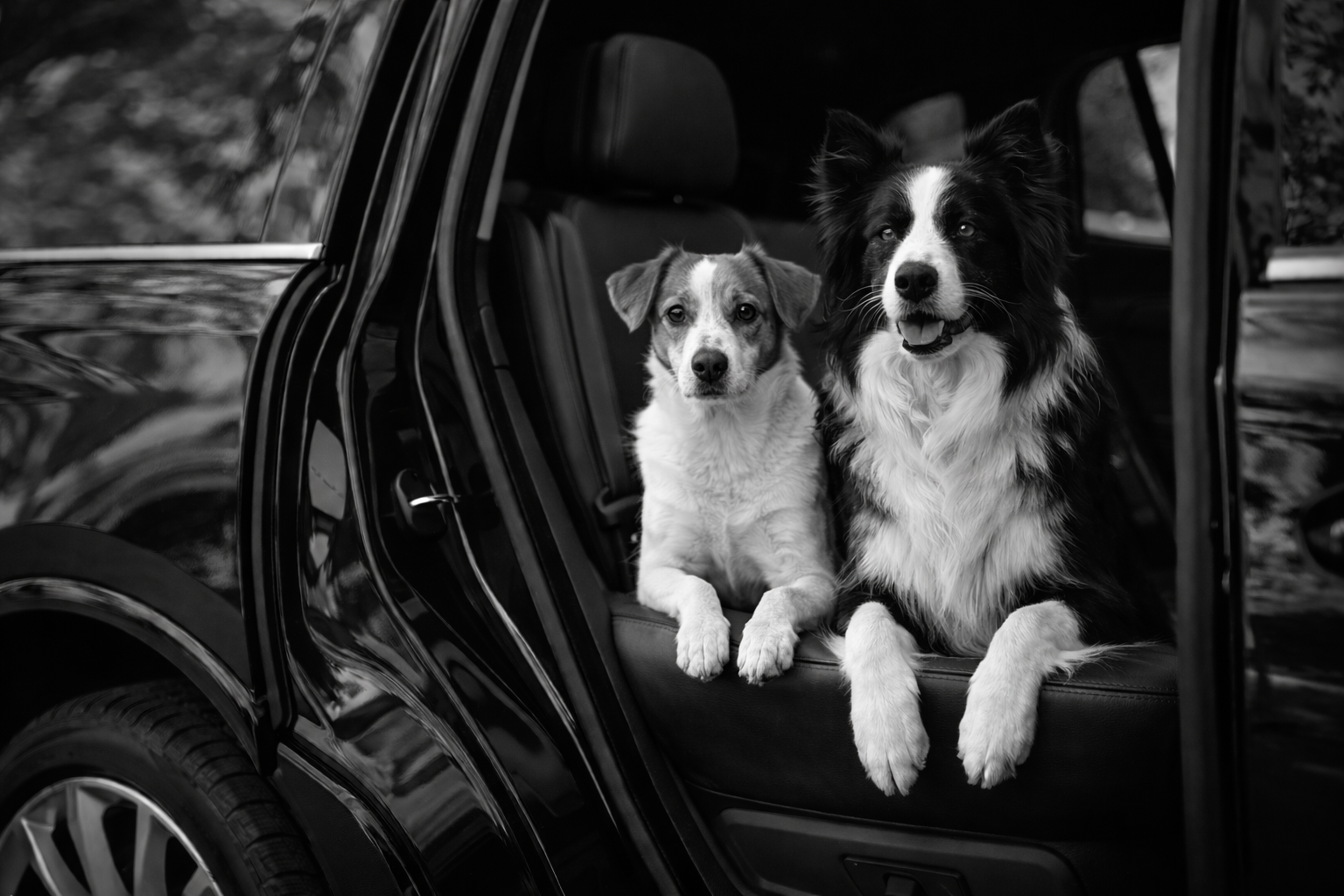 Two dogs sitting in the back seat of a car, one black and white and the other with a mixed coat, looking out of the open car door.
