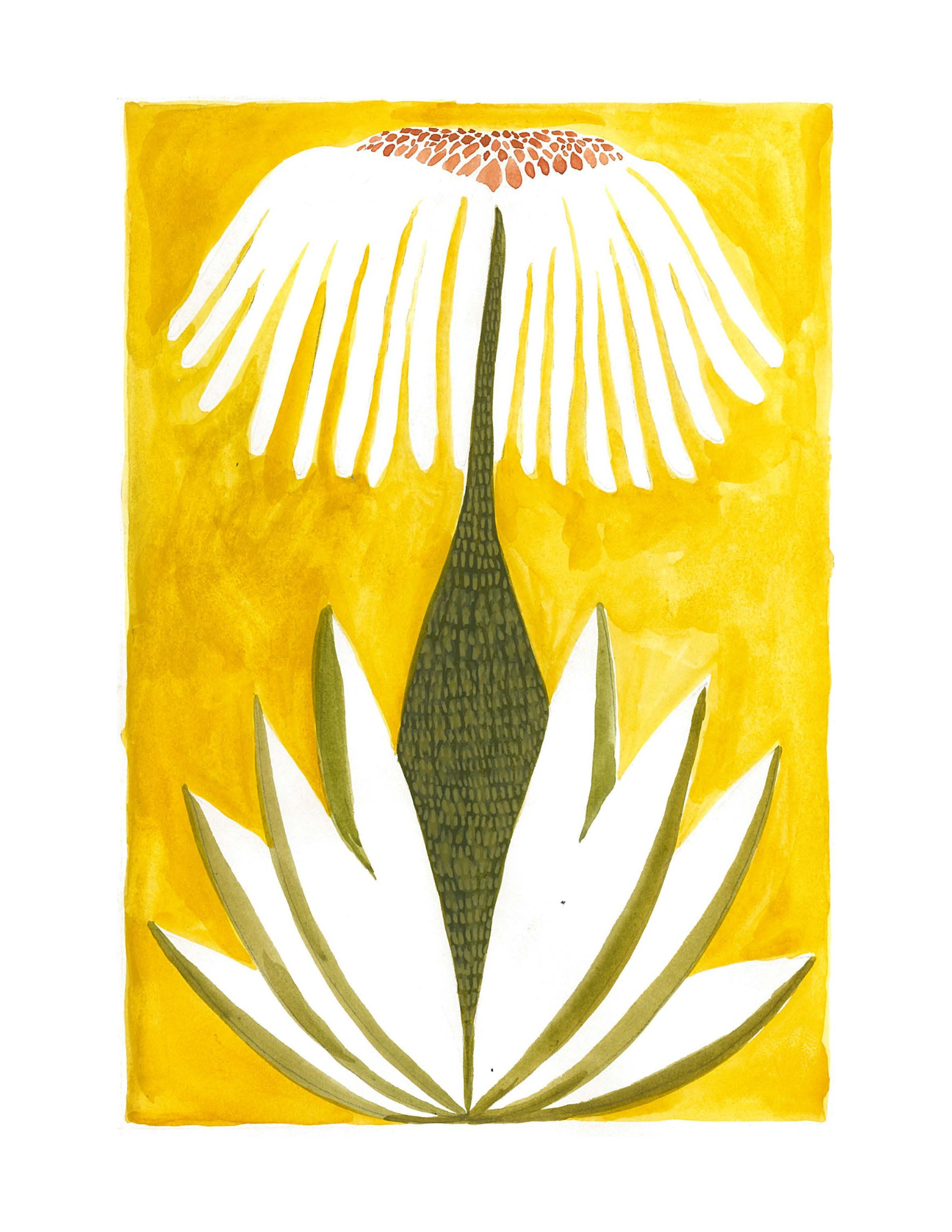 Agave 8.5 x 11 PRINT.png