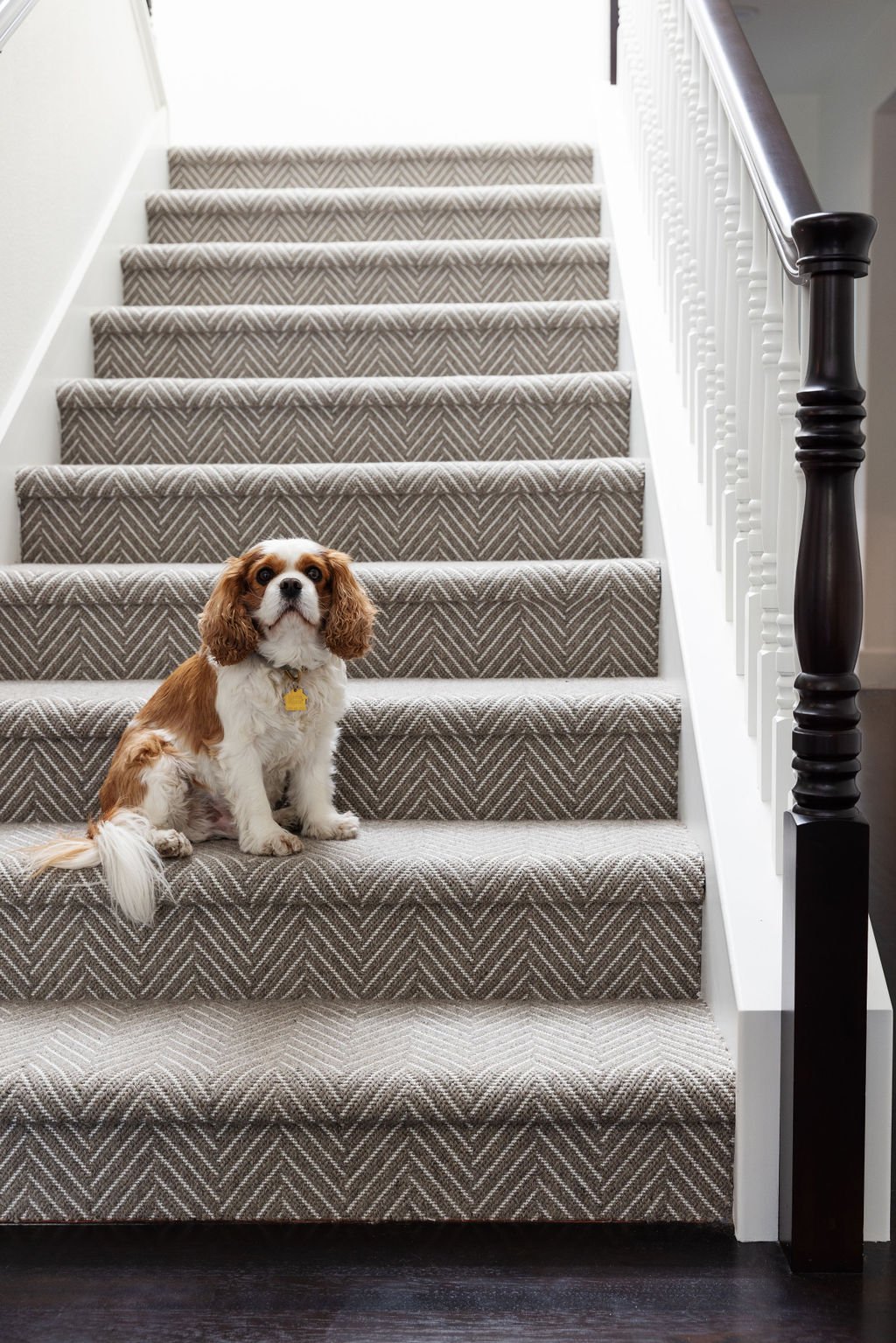 A Cavalier King Charles Spaniel sitting on carpeted stairs with a patterned beige and brown runner, beside a dark wood bannister and white wall.