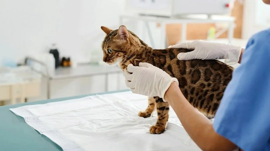 A veterinarian wearing gloves examines a Bengal cat on an examination table in a veterinary clinic.