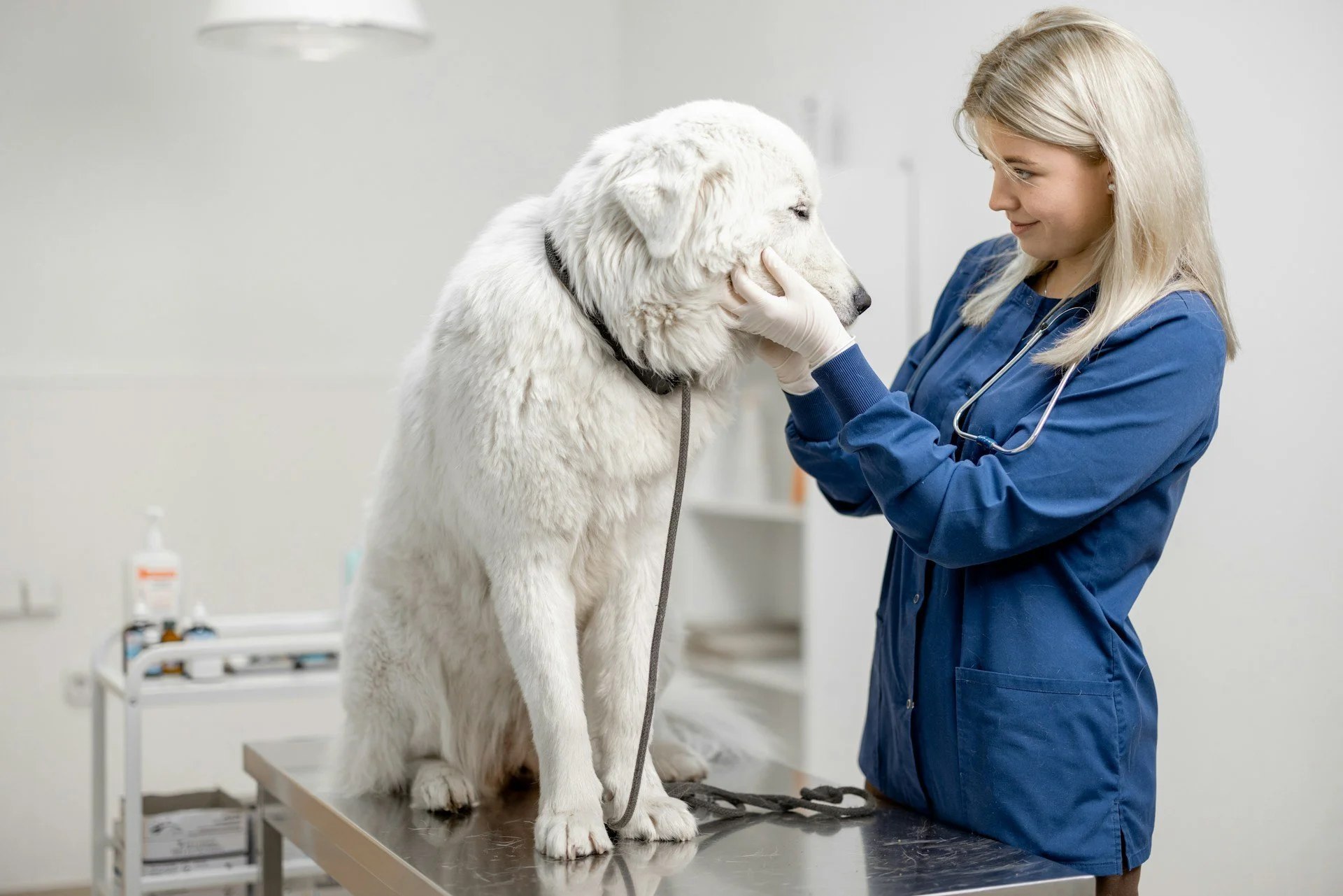 A female veterinarian in blue scrubs and white gloves examines a large white dog on an examination table in a veterinary clinic.