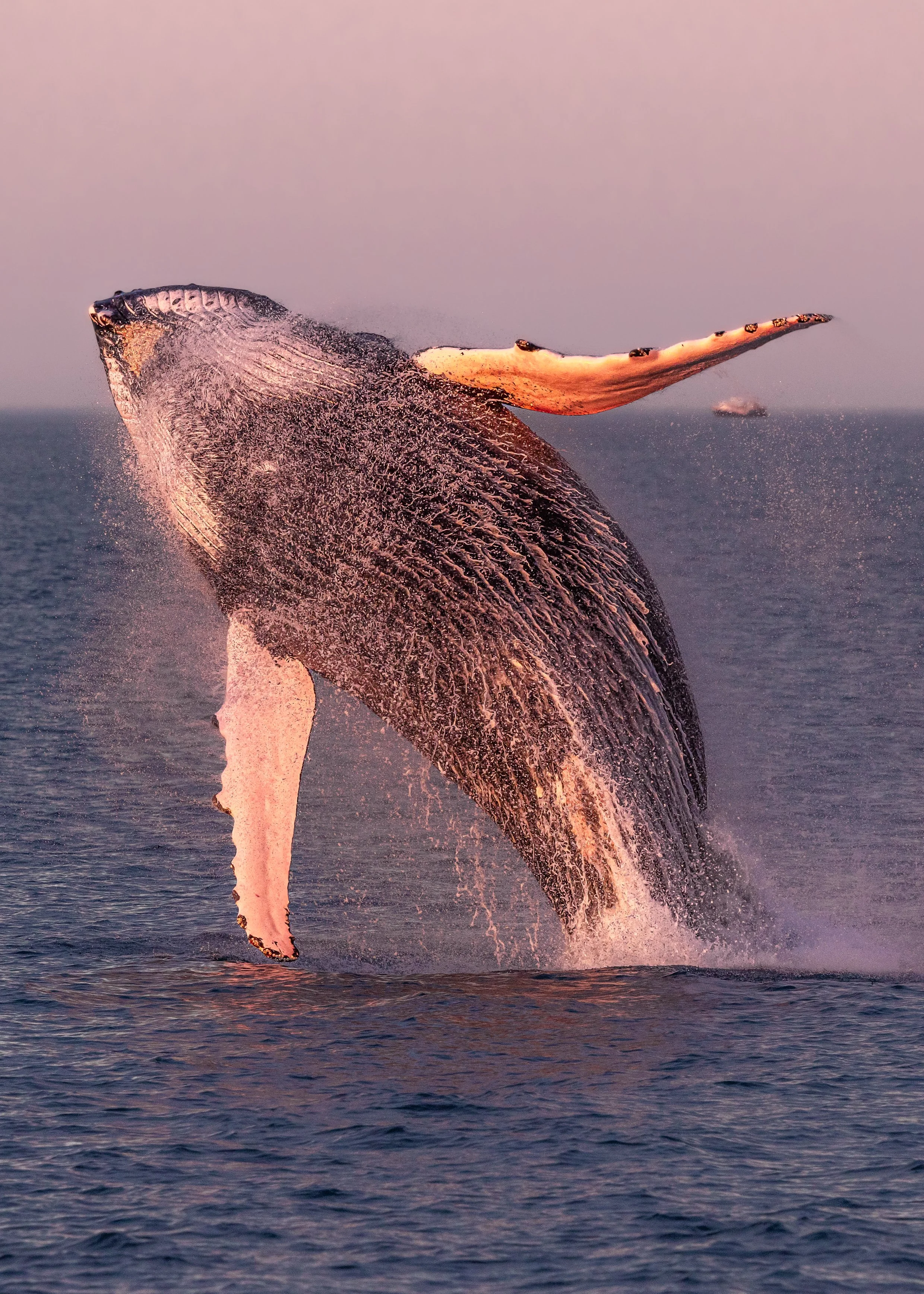 Humpback Whale Breach