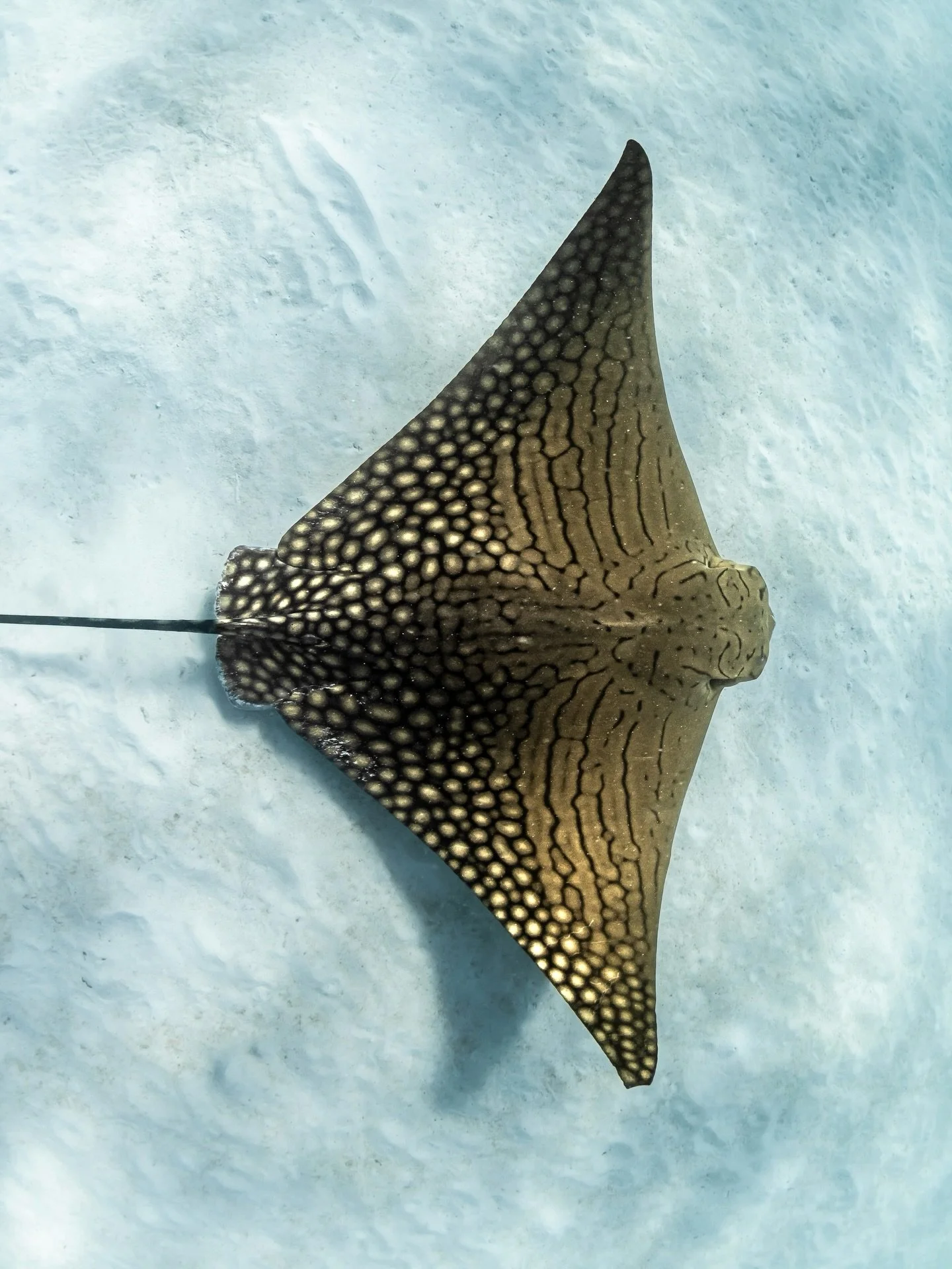 ornate eagle ray! looks small here but was bigger than me