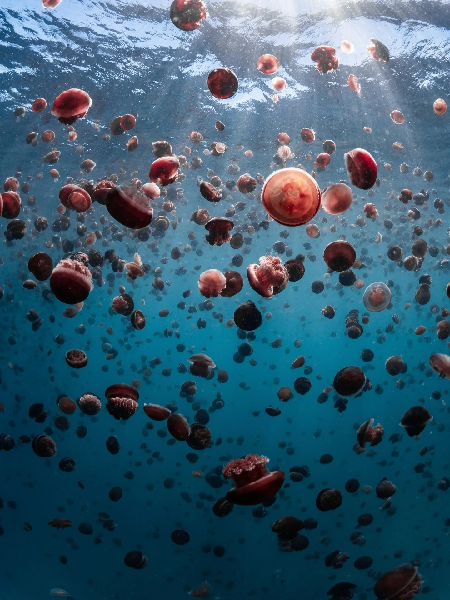 jellyfish bonanza