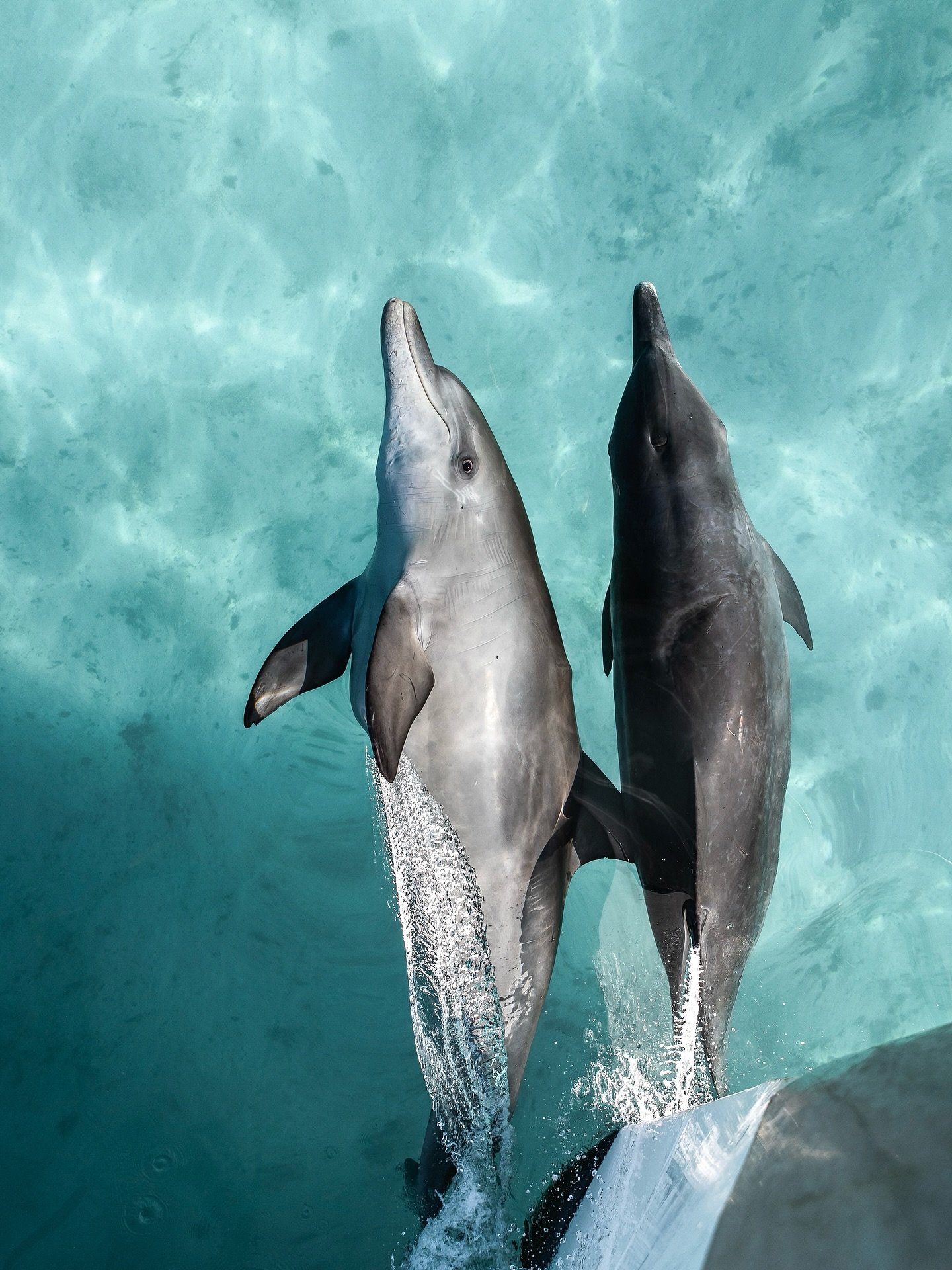 20 minutes and 2000 photos of these silly buggers bow riding and holding hands. so hard to choose - press dots and slide!