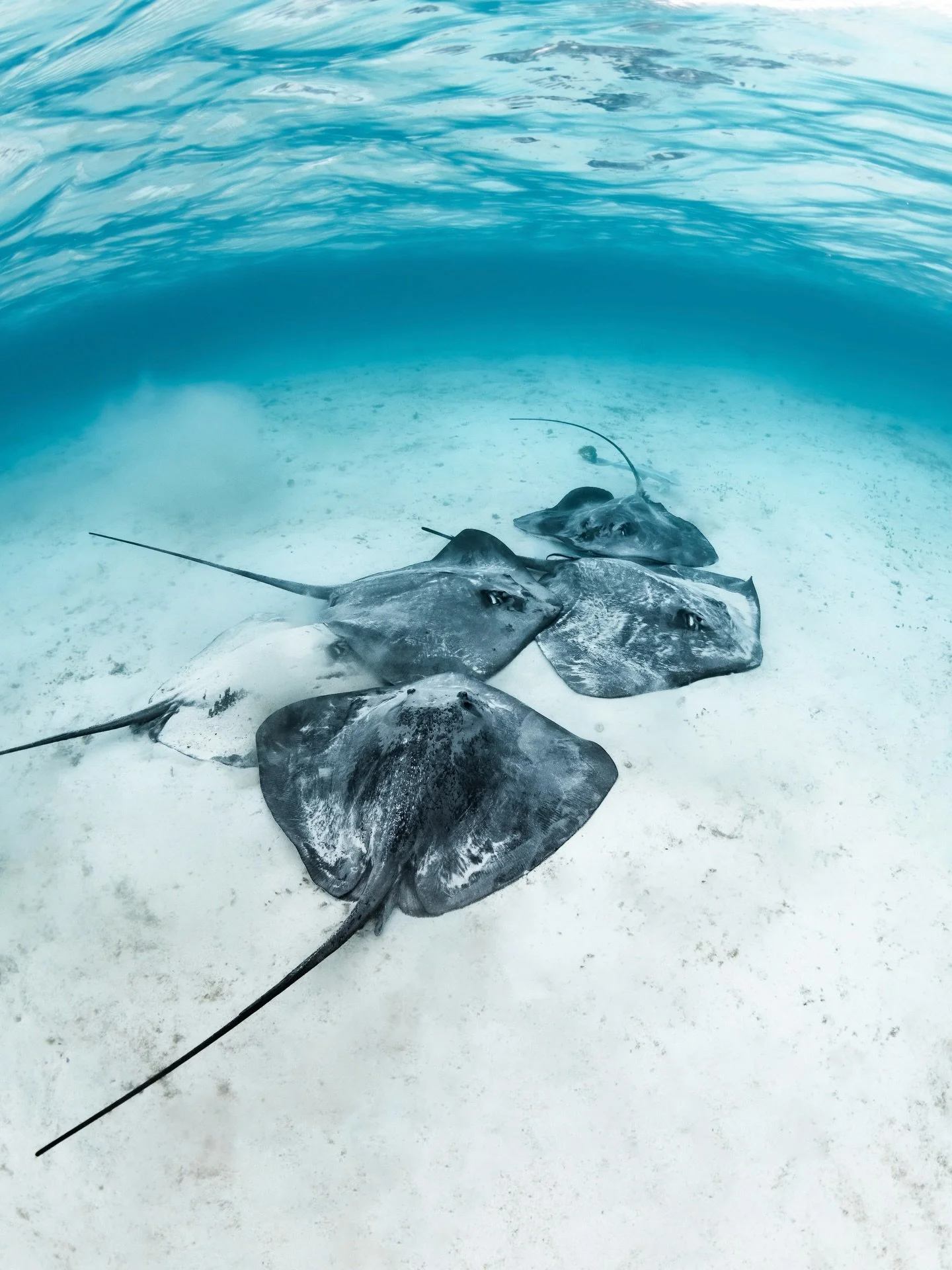 lots of stingrays!!!!!!! this was so exciting. one kept getting smushed underneath the pile