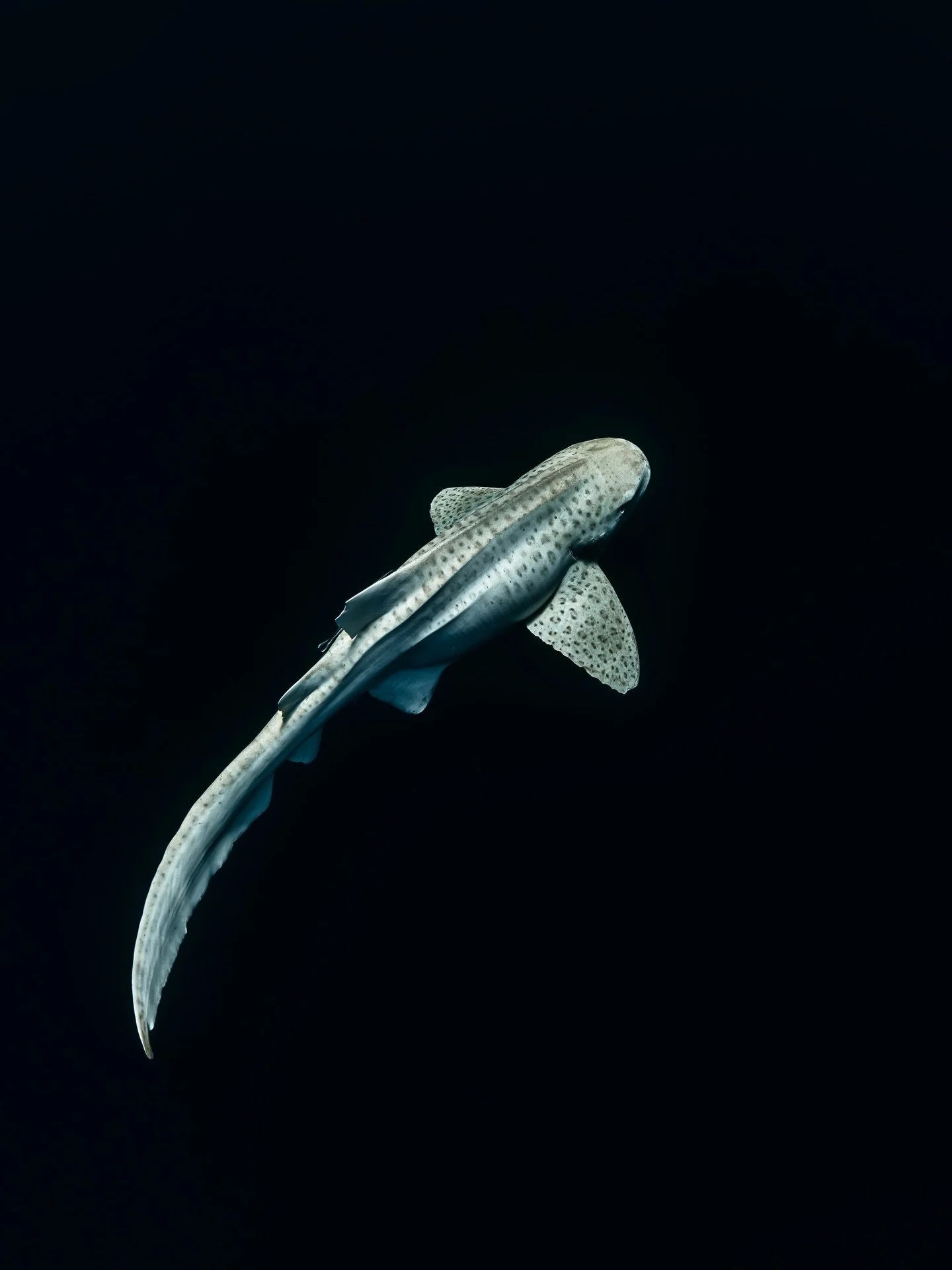 this leopard looked albino from the surface but has some light spots. very small and round shark!!!!