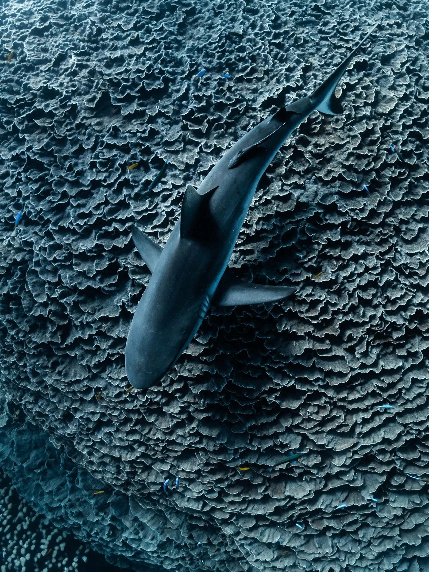 shark cleaning station