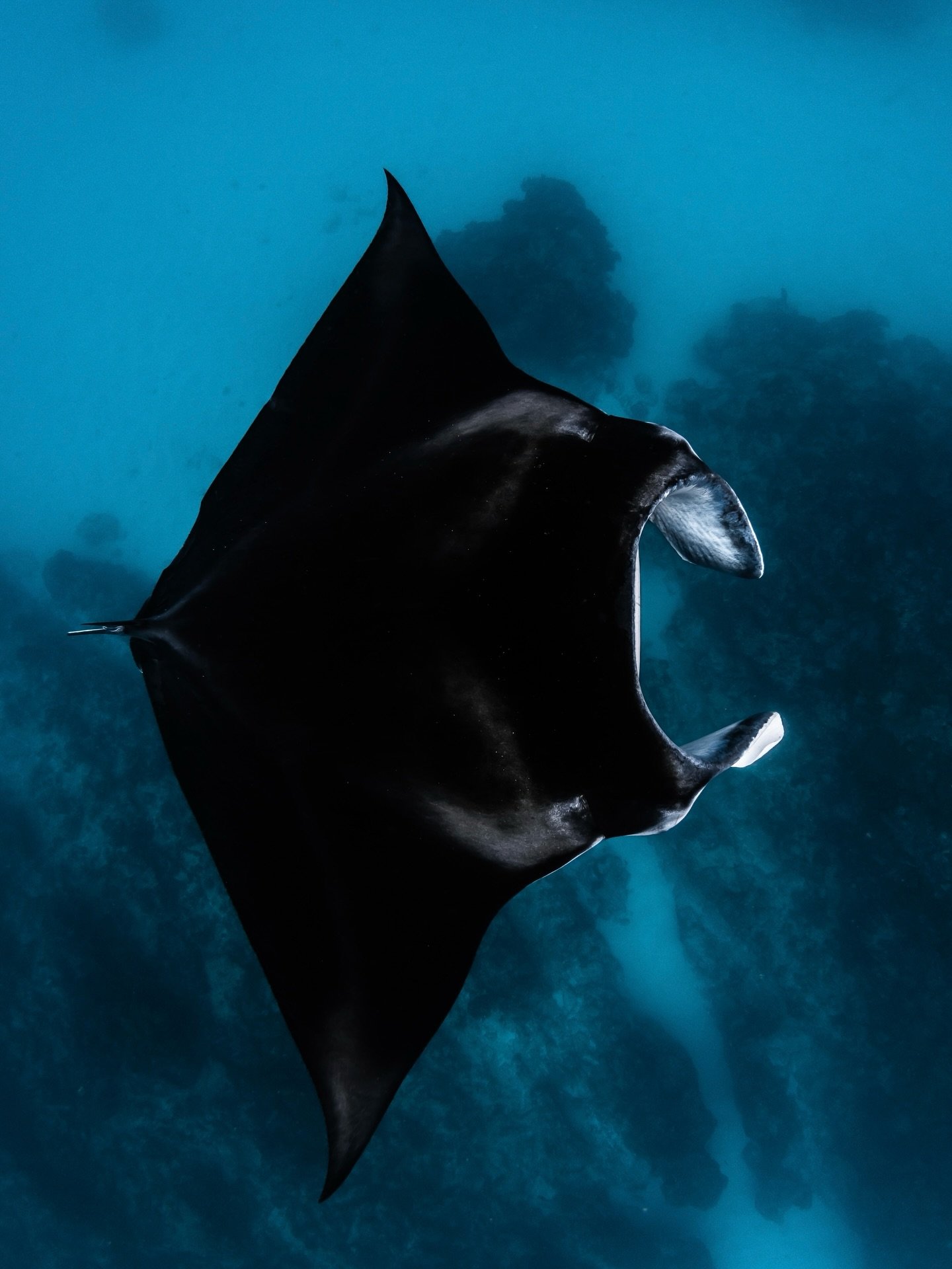 it&rsquo;s been the year of the manta!!