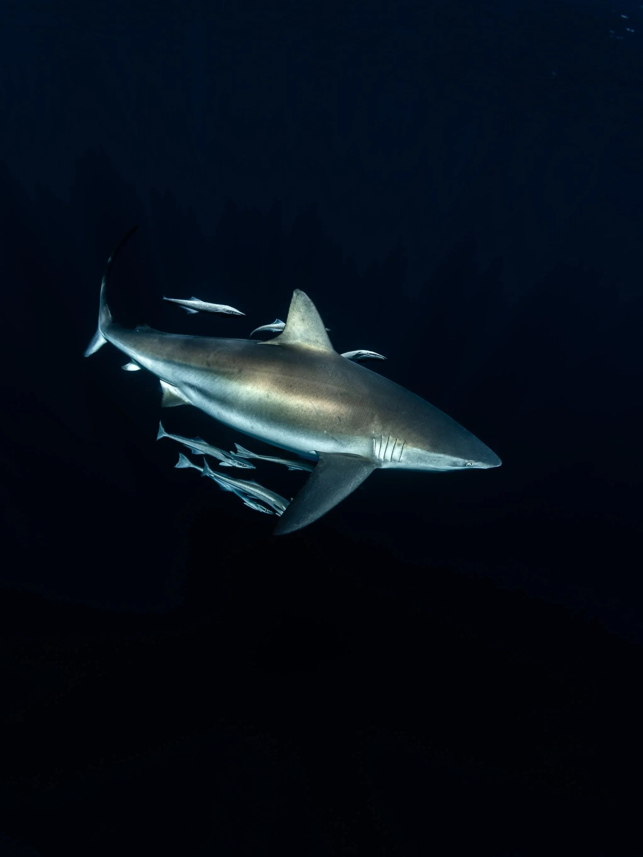 Dusky Whaler Shark