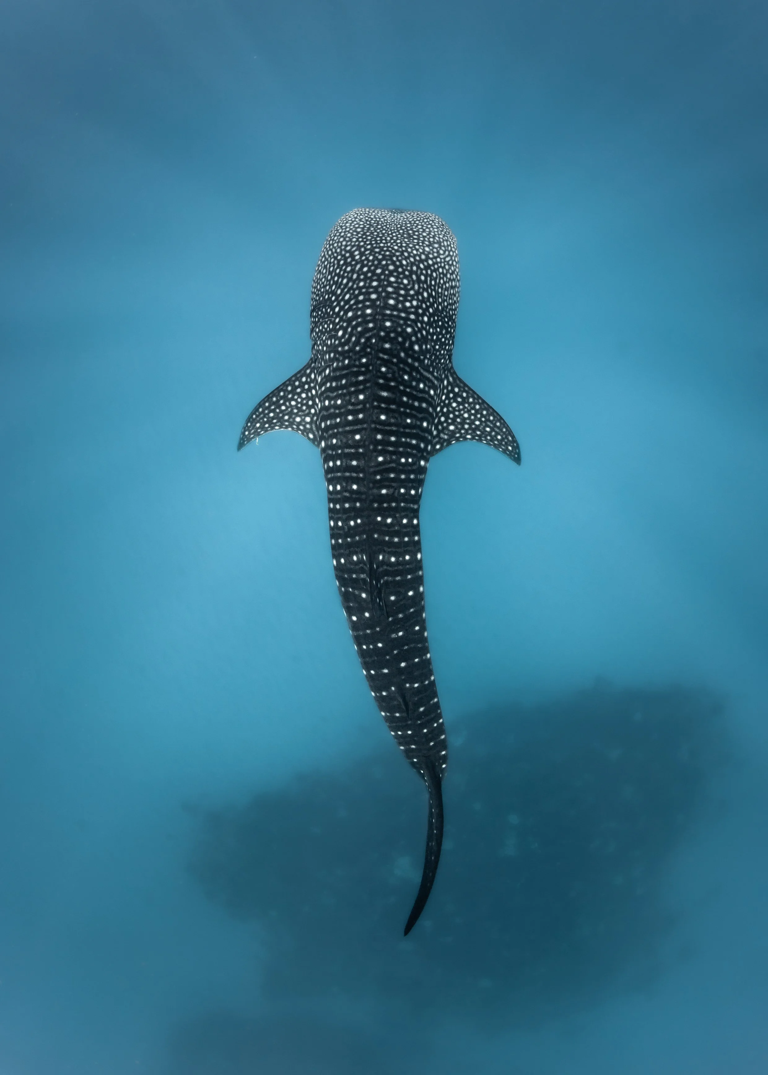 Whale Shark