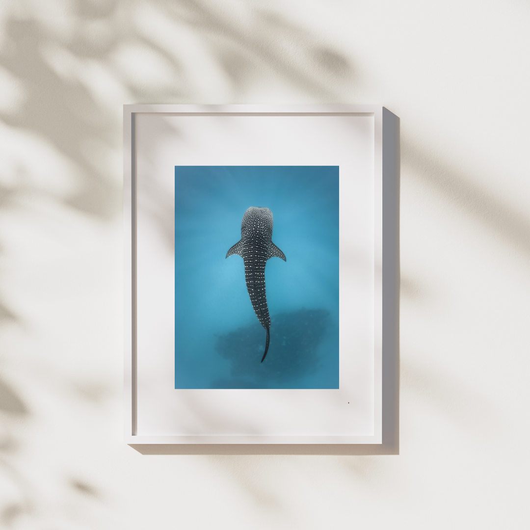 ANOTHER WHALE SHARK PRINT