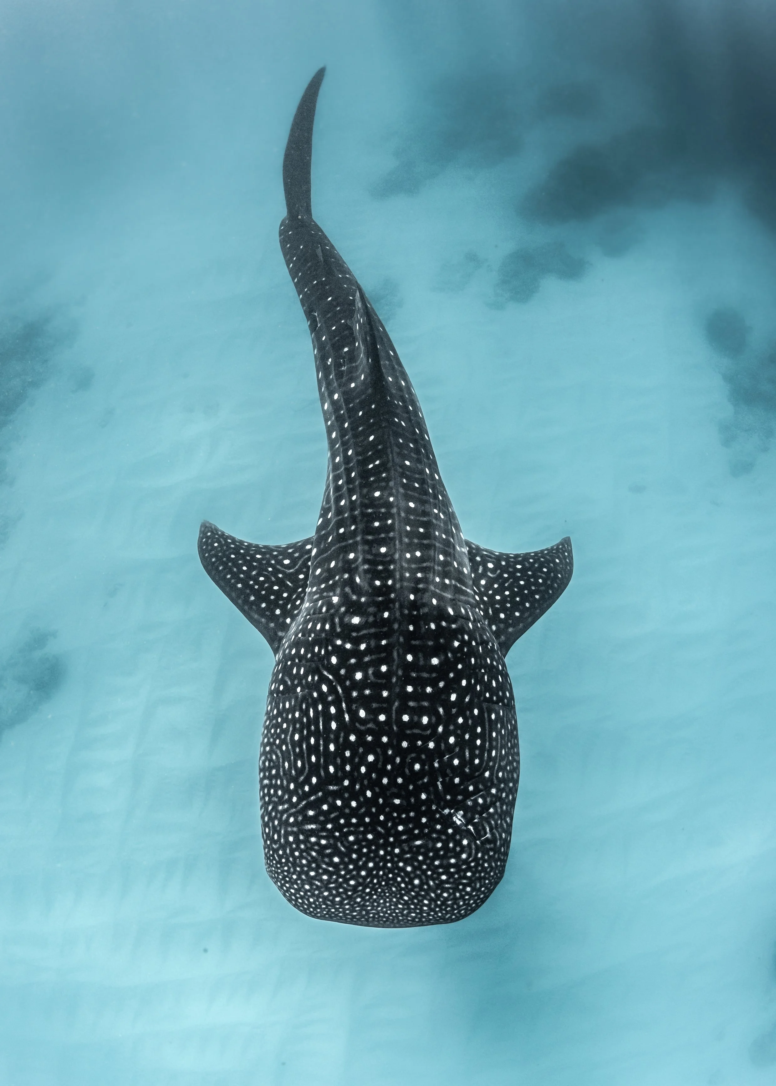 Whale Shark
