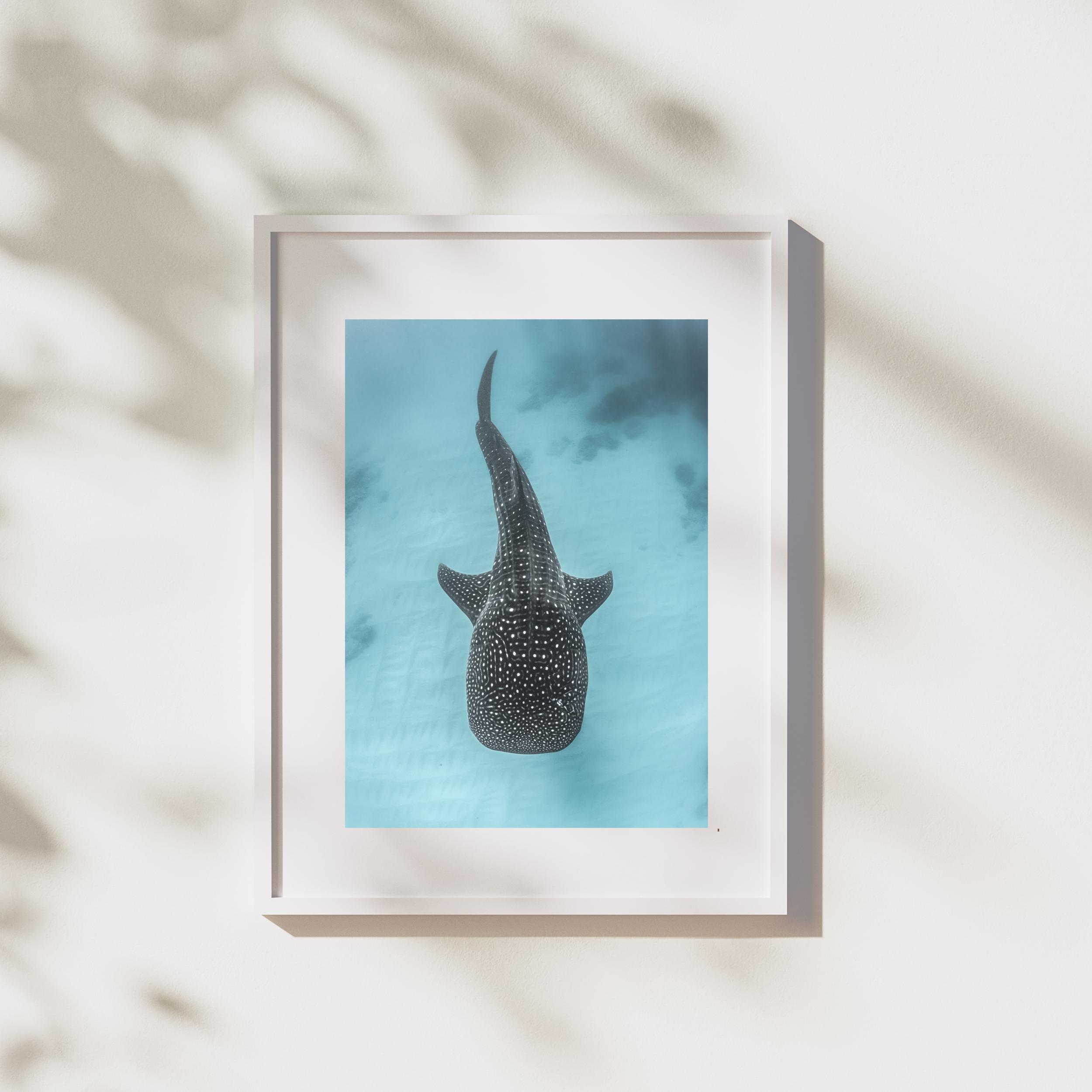 YET ANOTHER WHALE SHARK PRINT