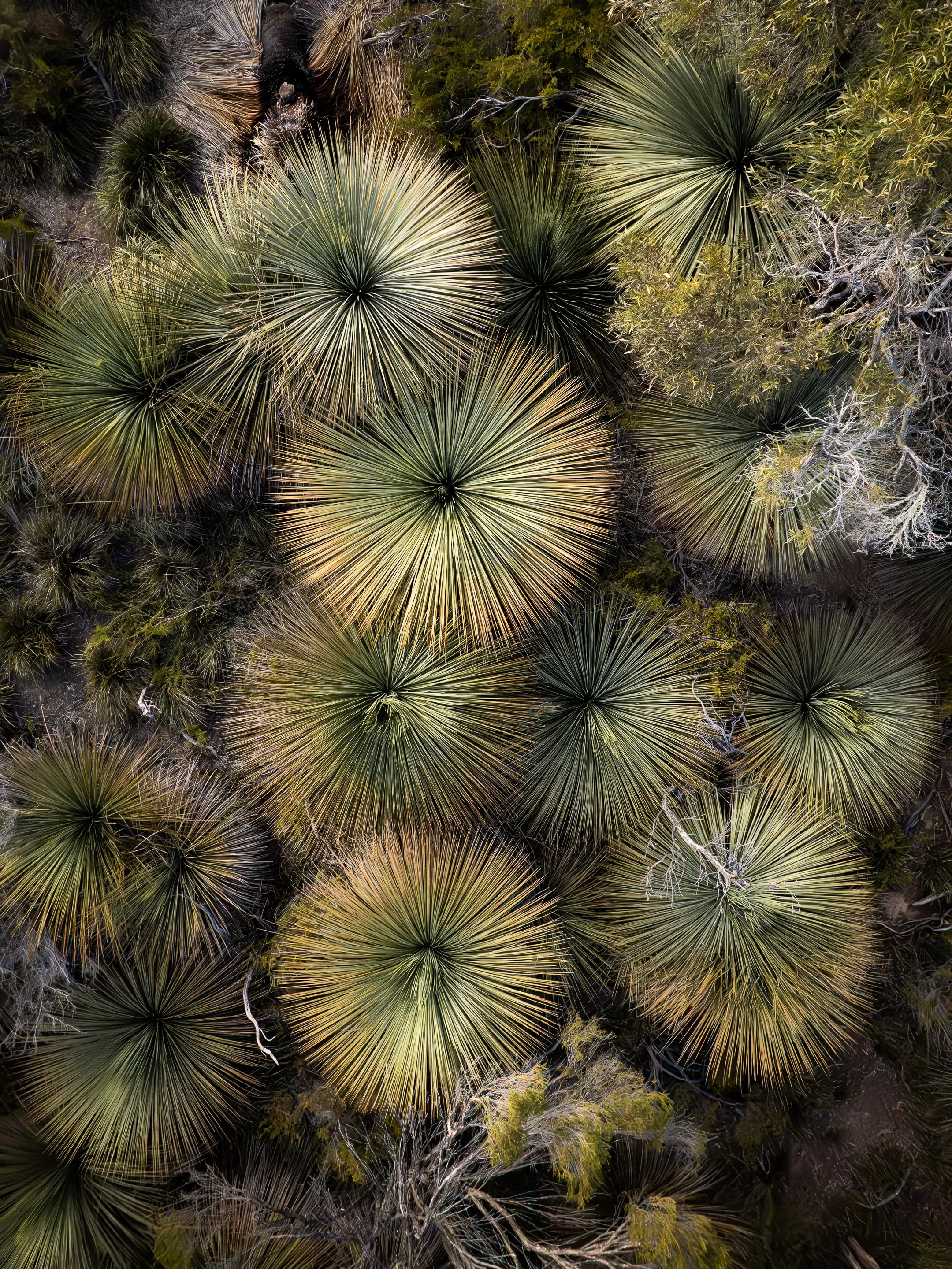 DJI_0590.jpg