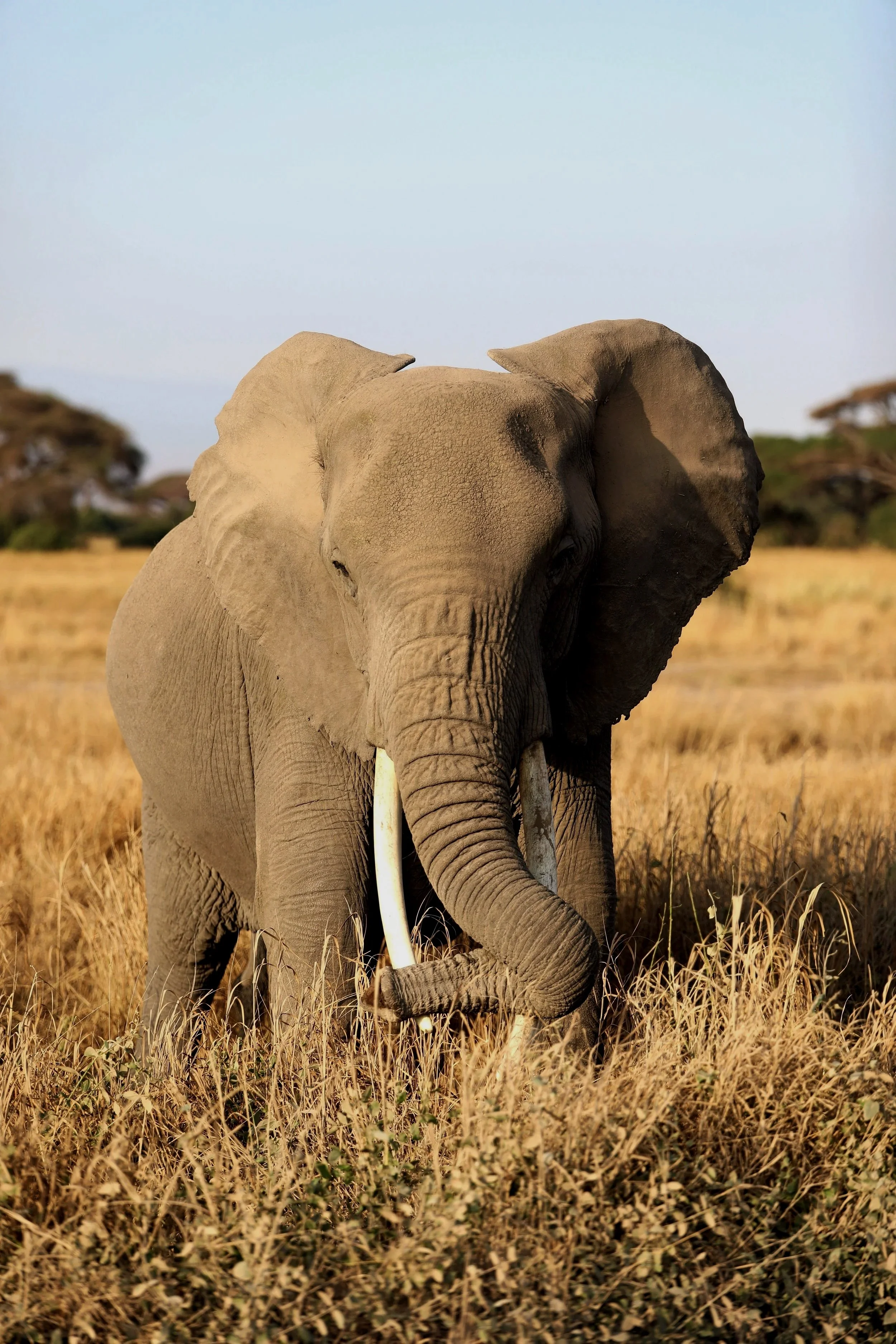 An elephant walking through a dry grass field with trees in the background under a clear sky.