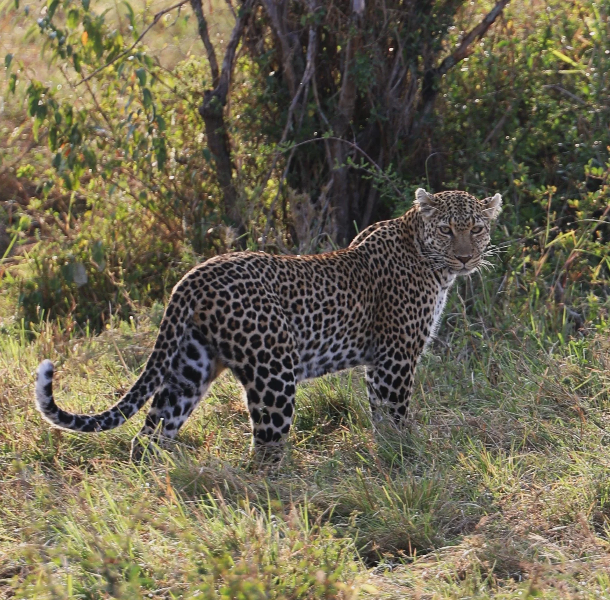 A leopard lying in tall grass and hiding behind bushes in a jungle or forest environment.