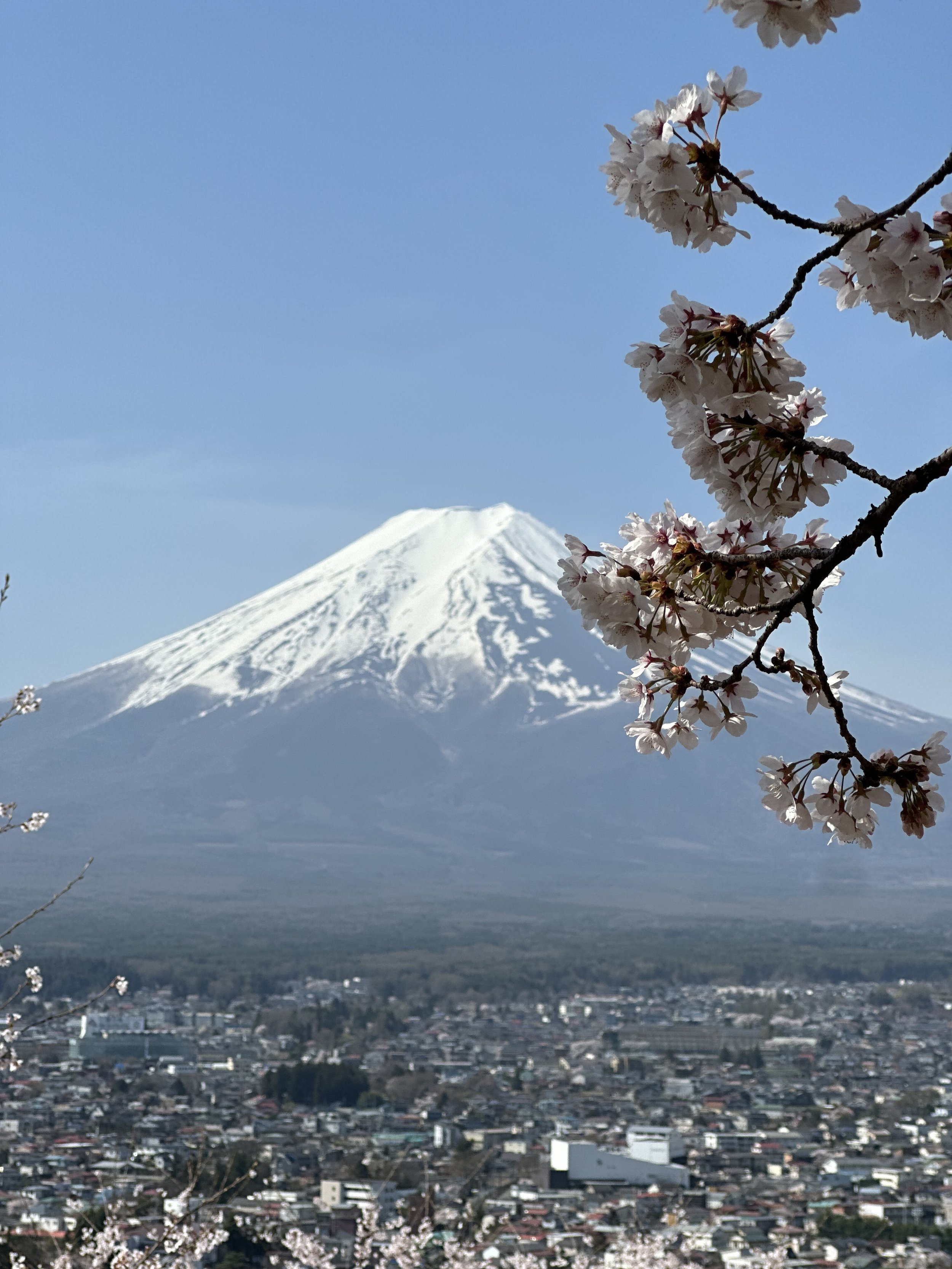 Snow-capped Mount Fuji in the background with cherry blossoms in the foreground, a cityscape below, under a clear blue sky.
