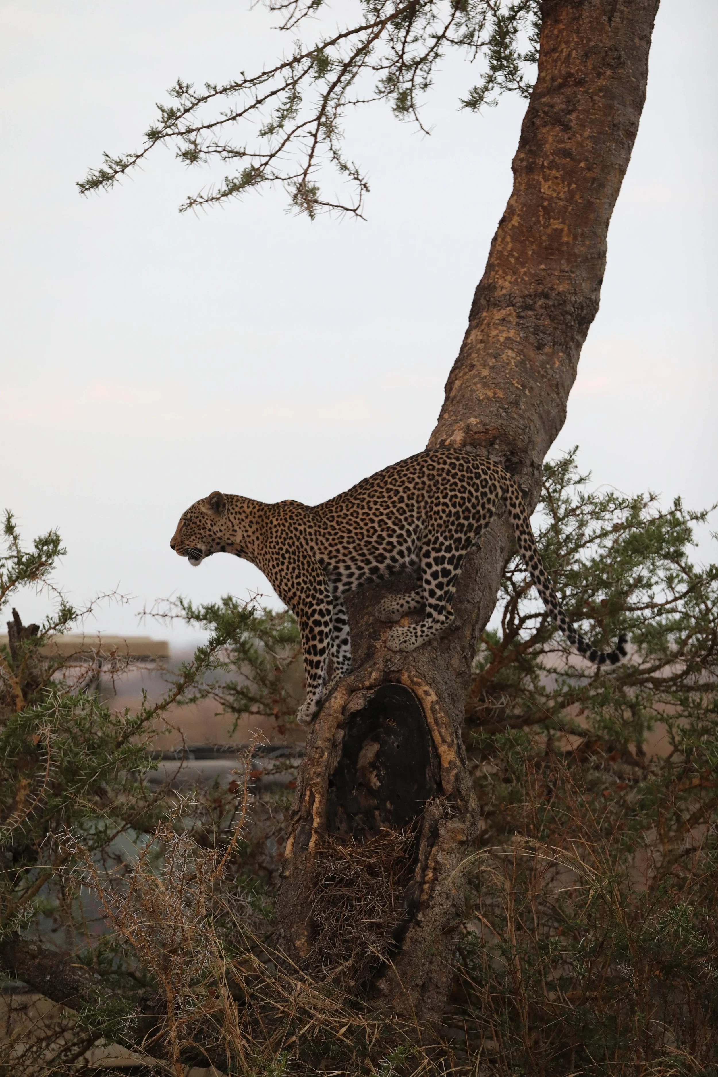 A leopard climbing a large tree in a dry, sparse landscape with a cloudy sky.