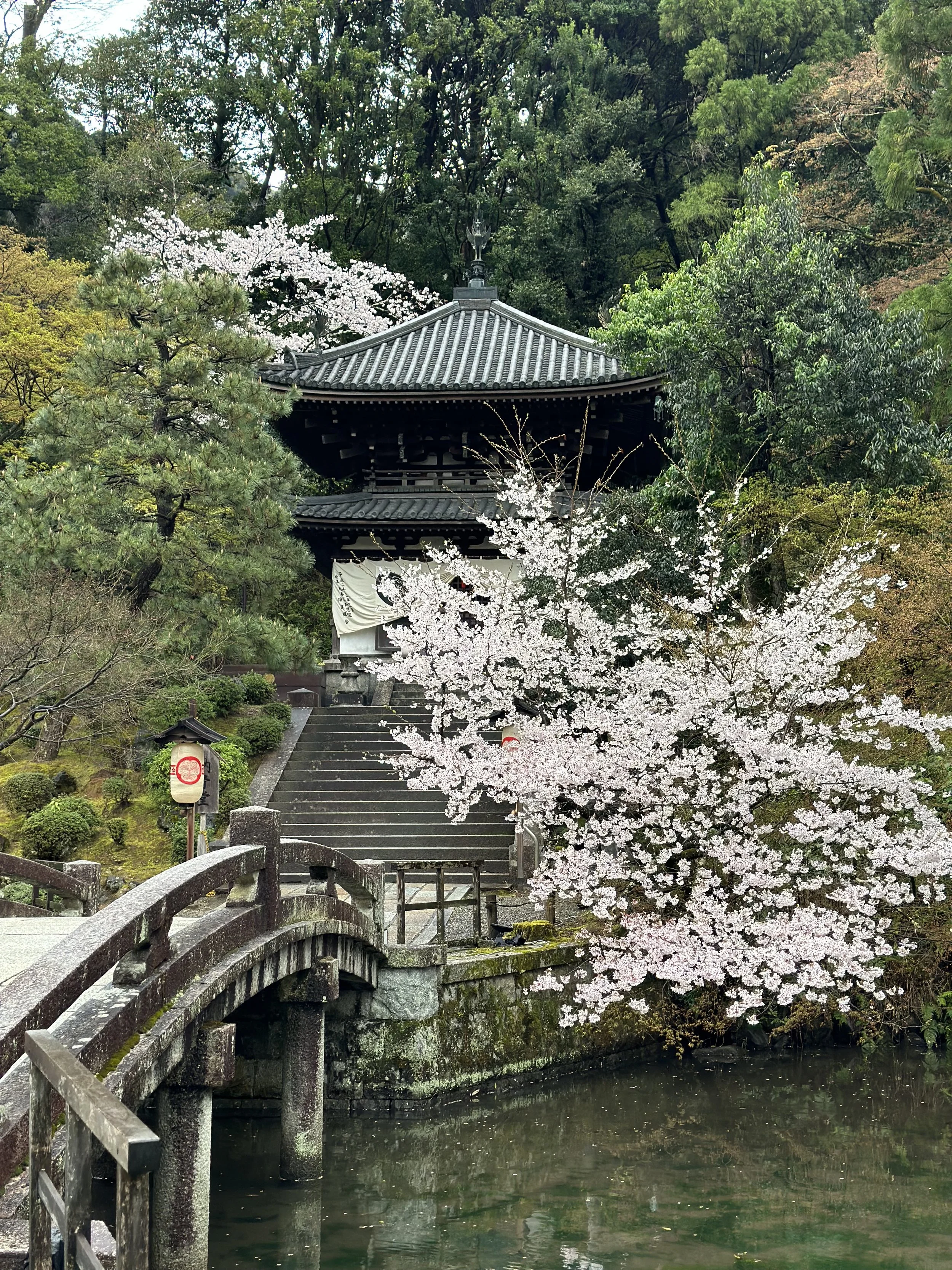 A traditional Japanese temple on a hillside with stone steps leading up, surrounded by blooming cherry blossoms and lush green trees. A small stone bridge crosses a pond in the foreground, with a paper lantern nearby.