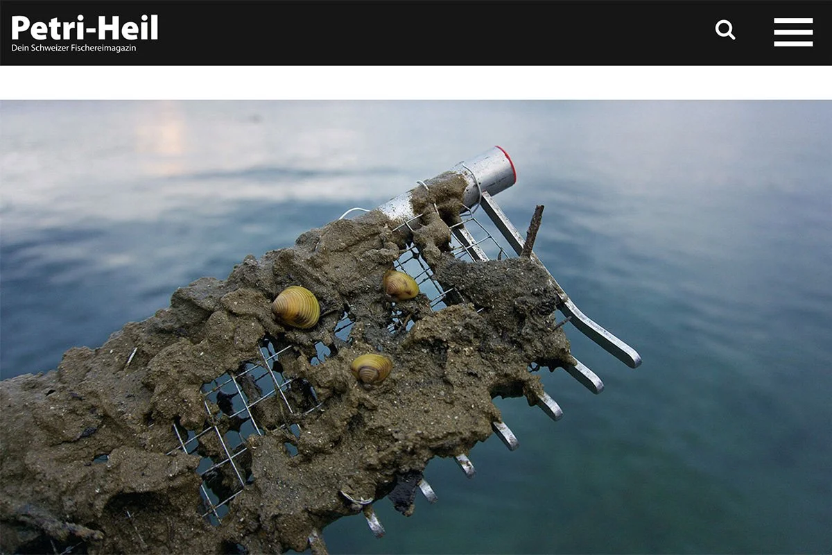 Petri-Heil: Die asiatische Körbchenmuschel