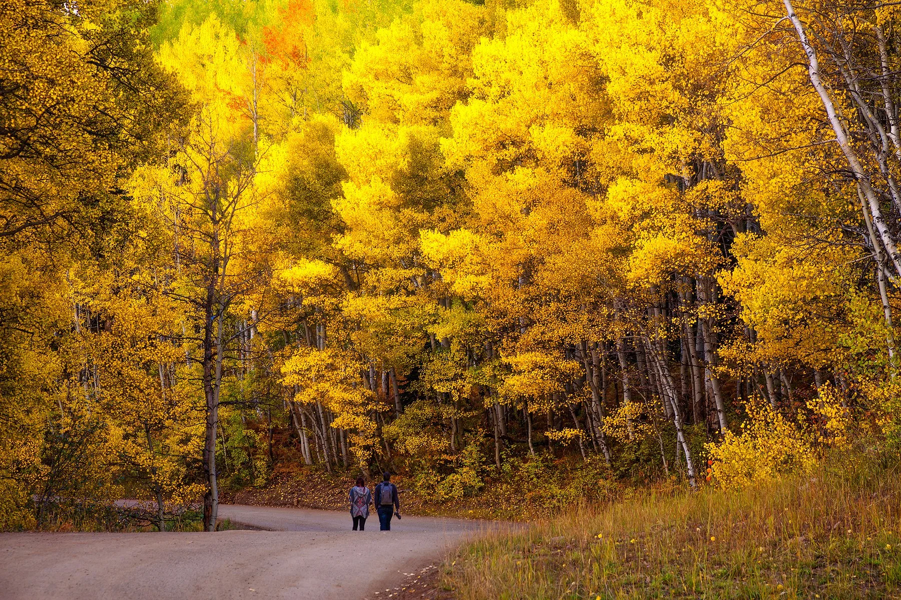 A couple enjoying a fall afternoon walk through golden aspens near Crested Butte
