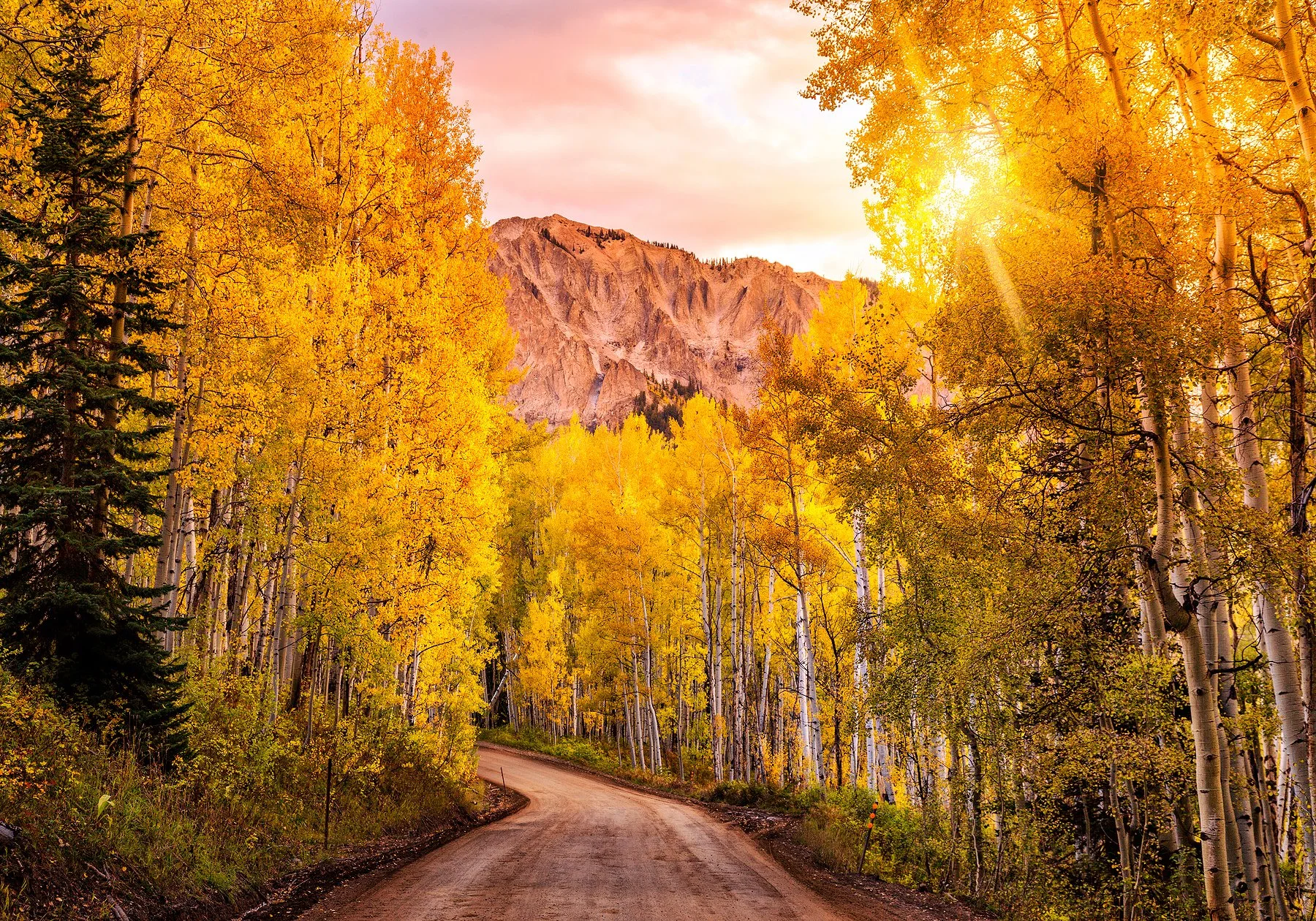 The shining sunlight filtering through aspen trees along Kebler Pass Road west of Crested Butte