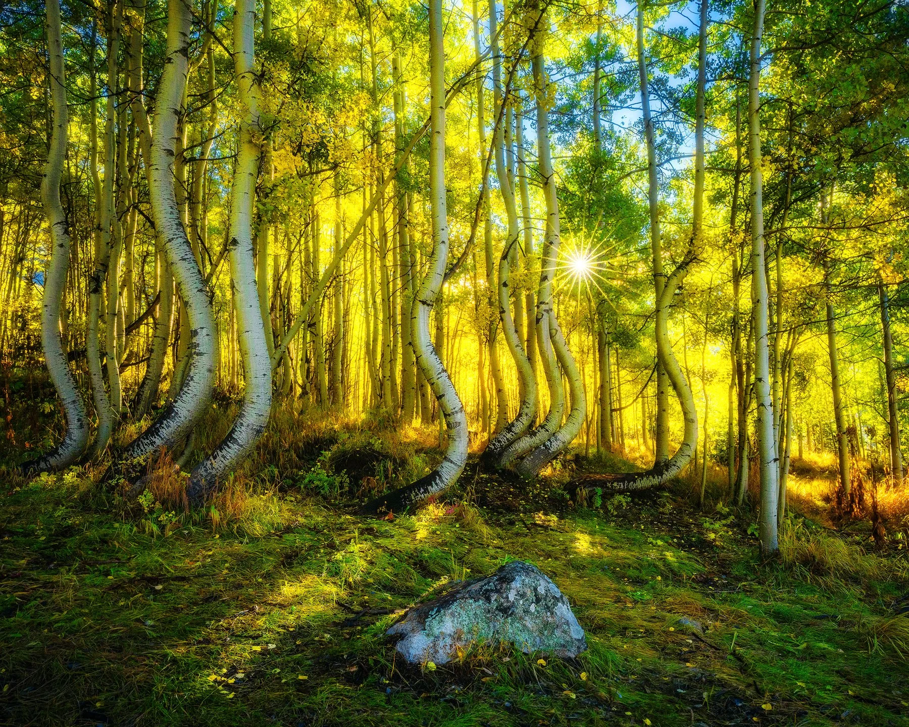 The curvy curvy Aspens near Ophir one fine fall morning