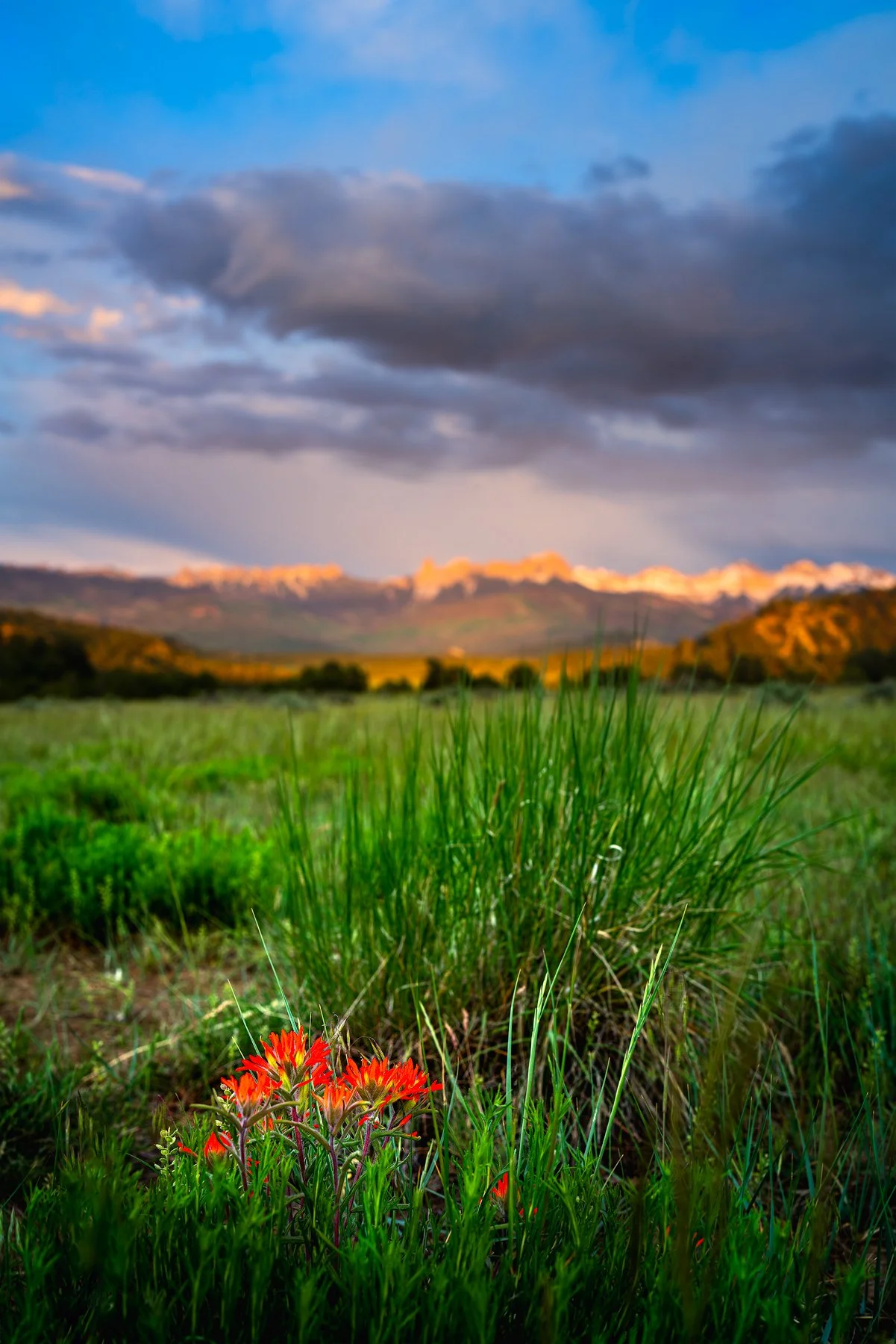Paintbrush struggling to grow one very dry summer at Ridgway State Park