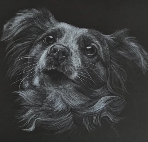 Close-up drawing of a small dog with long fur, looking directly at the camera, with a dark background.