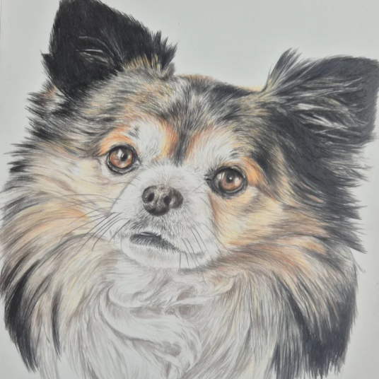 A detailed colored pencil drawing of a small, fluffy dog with a mix of black, white, and tan fur, featuring large eyes and upright ears, on a plain background.