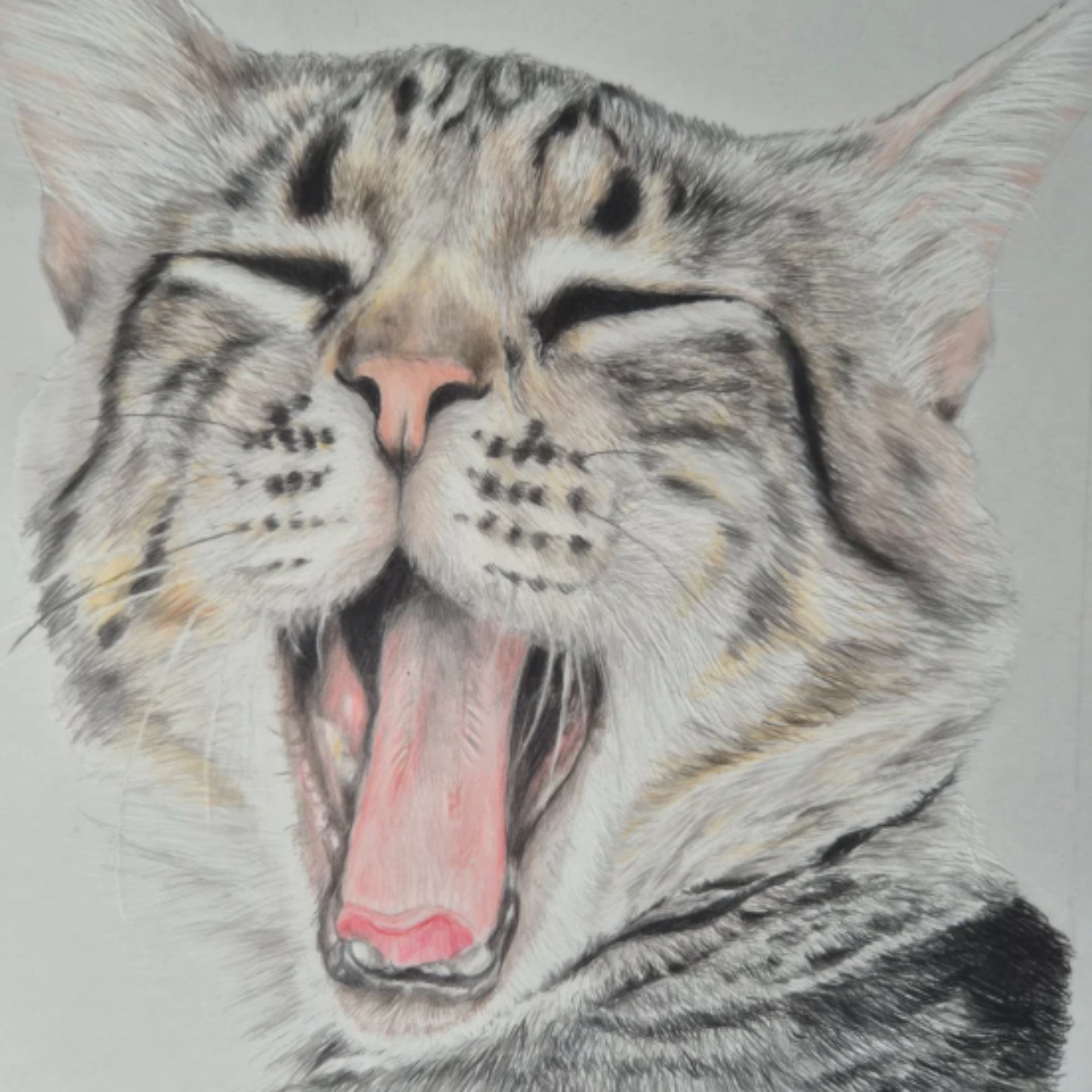 A detailed colored drawing of a yawning striped cat with a white background.