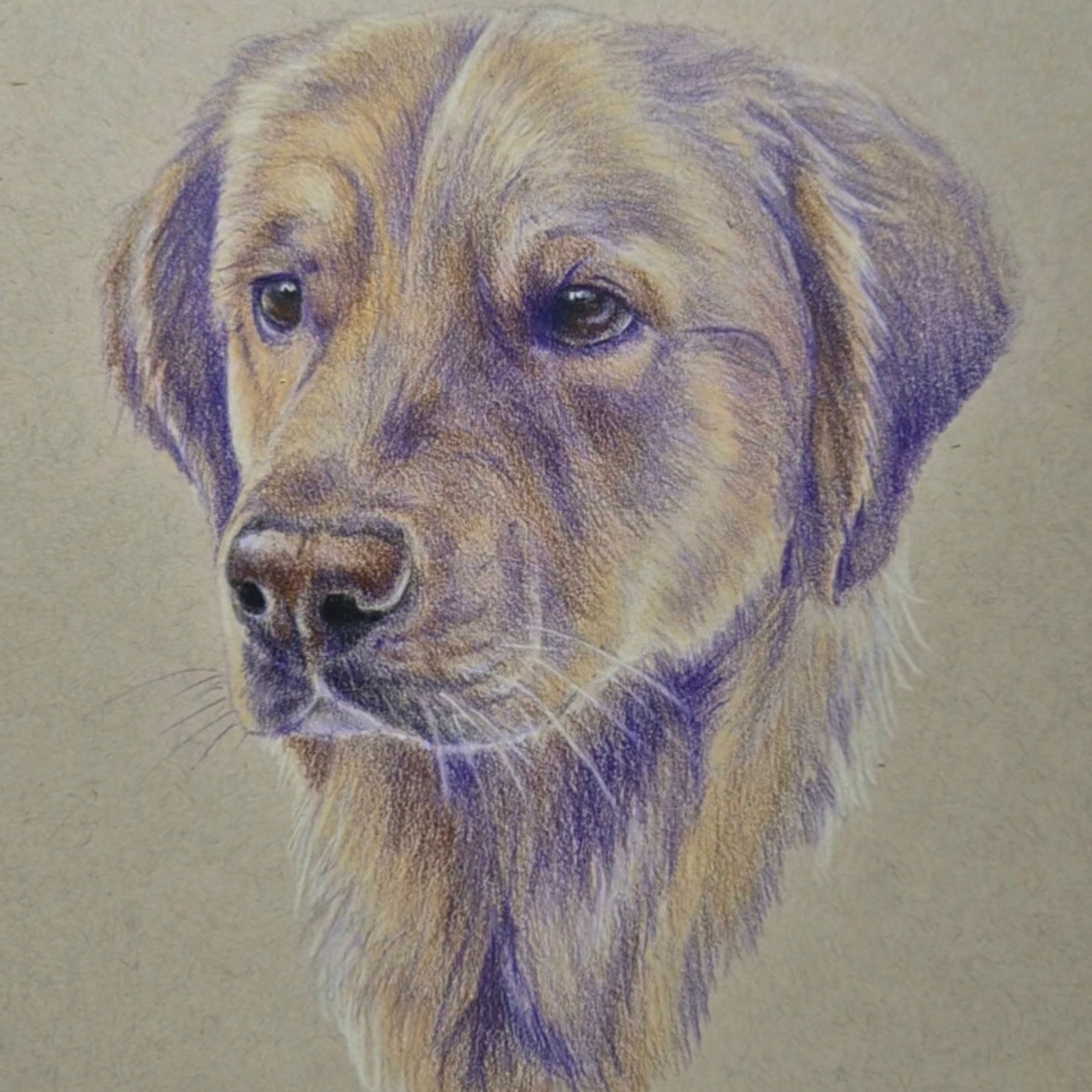 Colored pencil drawing of a dog with brown and purple fur, looking directly at the viewer.