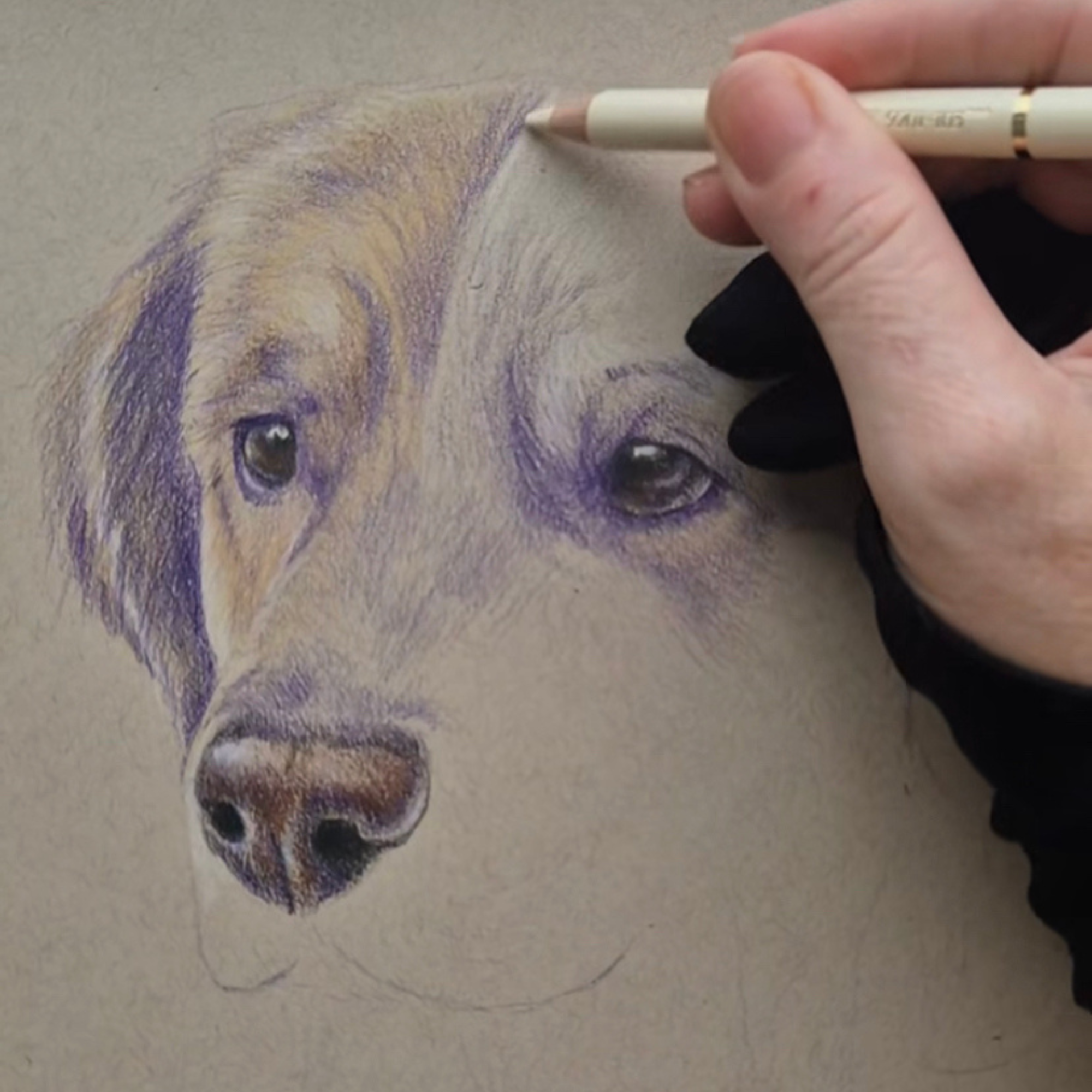 A person is drawing with colored pencils on a paper that has a detailed portrait of a dog's face.