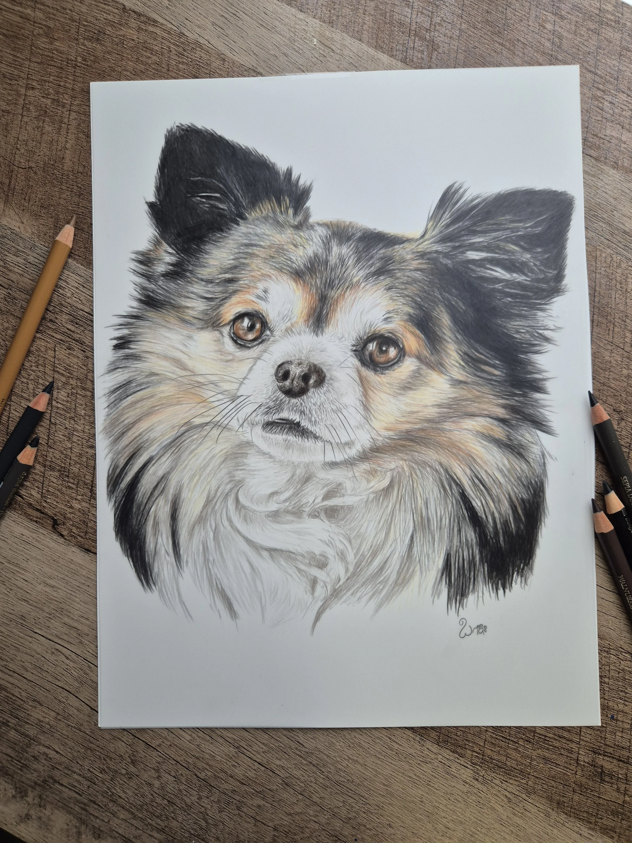 Colored pencil drawing of a dog on white paper, surrounded by colored pencils, on a wooden table.