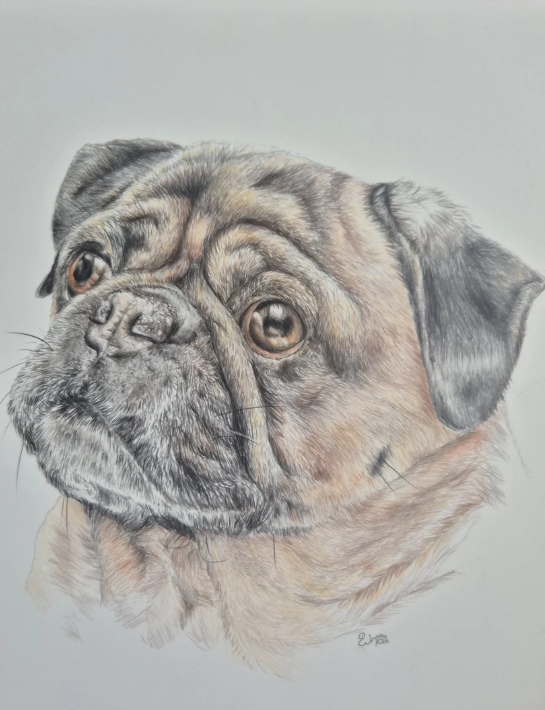 Colored pencil drawing of a pug dog with wrinkled face and expressive eyes.