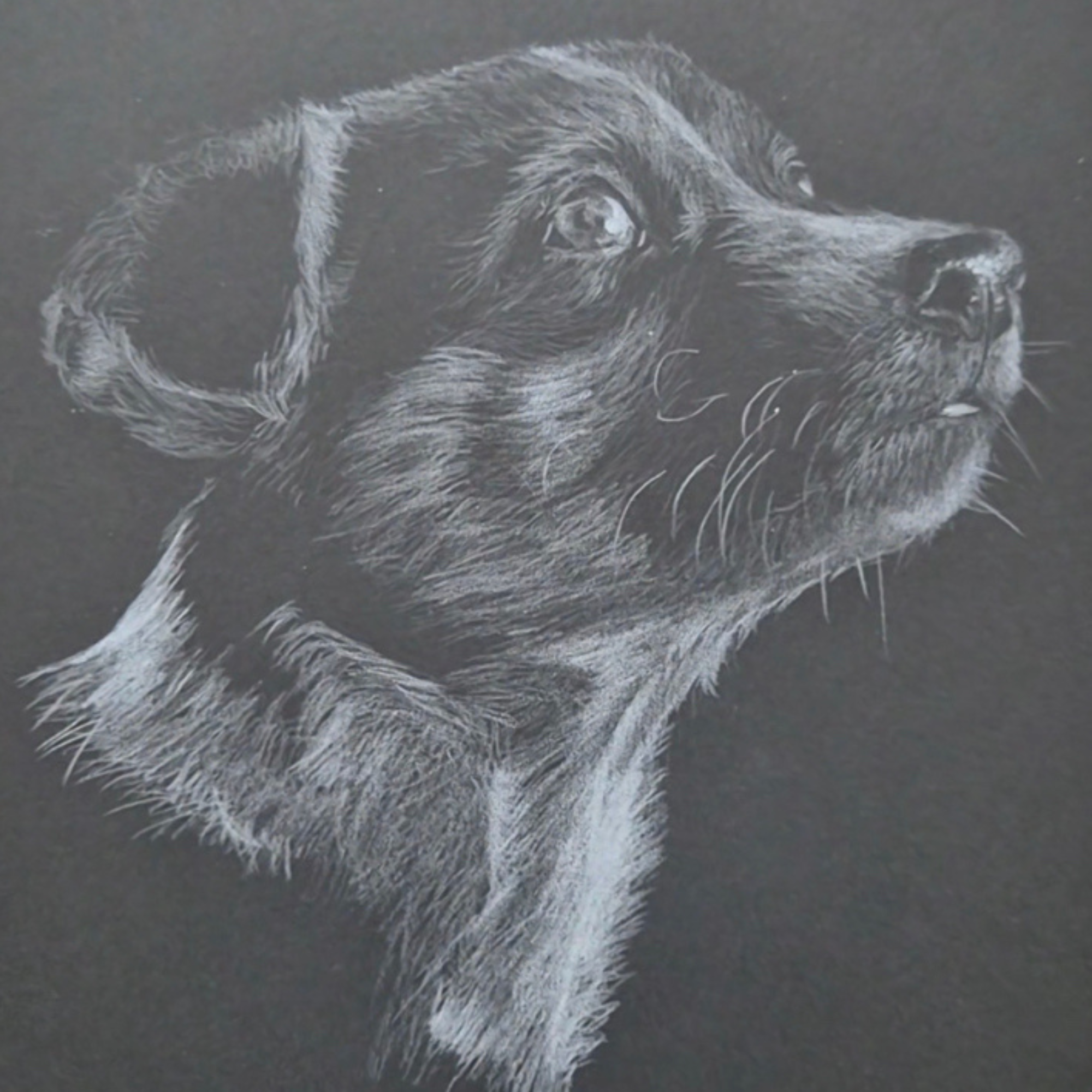 Drawing of a dog on a dark background, using white pencil.