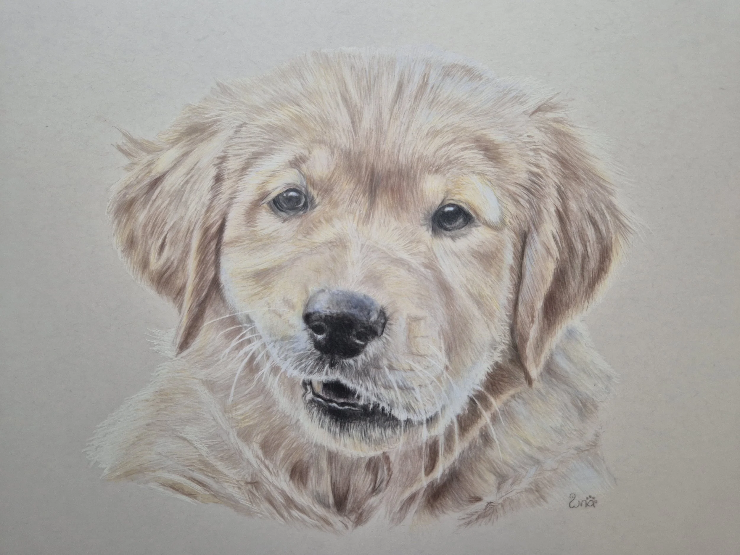 Colored pencil drawing of a golden retriever puppy with detailed fur and expressive eyes.