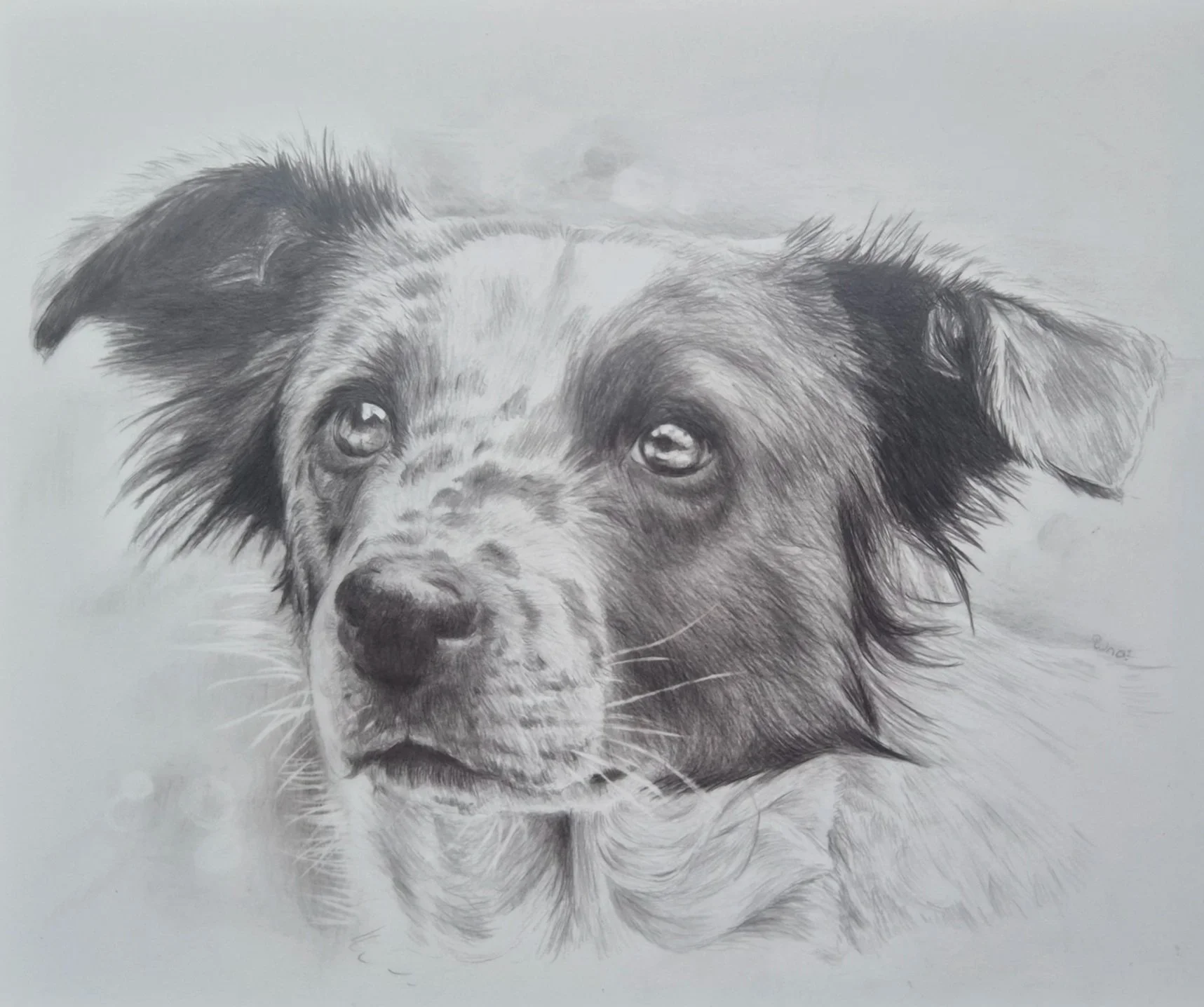 A detailed pencil sketch of a dog's face, focusing on its expressive eyes, nose, and fur textures.