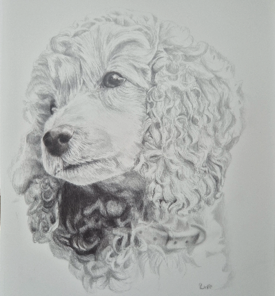 Pencil sketch of a small poodle puppy with curly fur and expressive eyes.