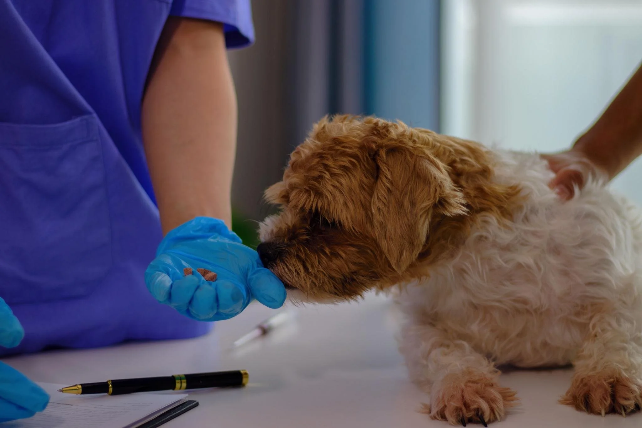 The Hidden Financial Challenges of Running a Veterinary Clinic