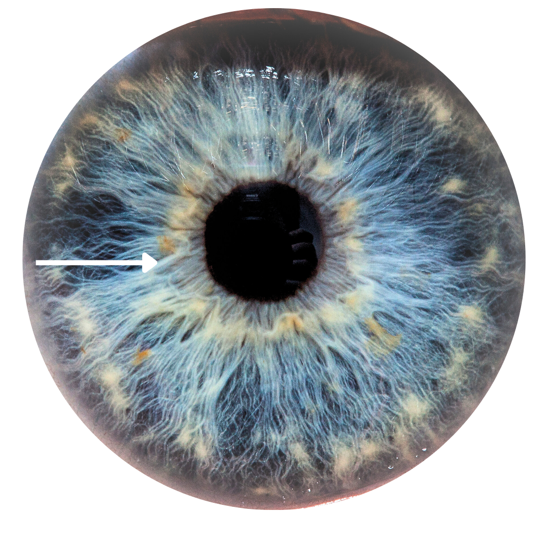 Untitled design (22).png