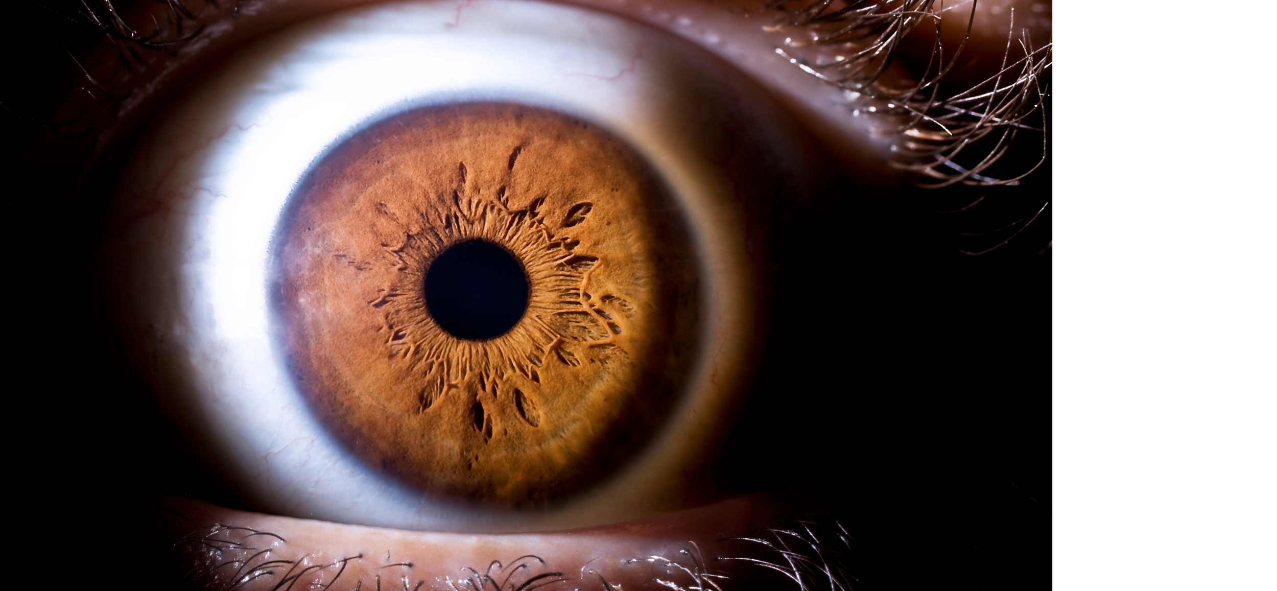 Picture of a close-up of brown iris