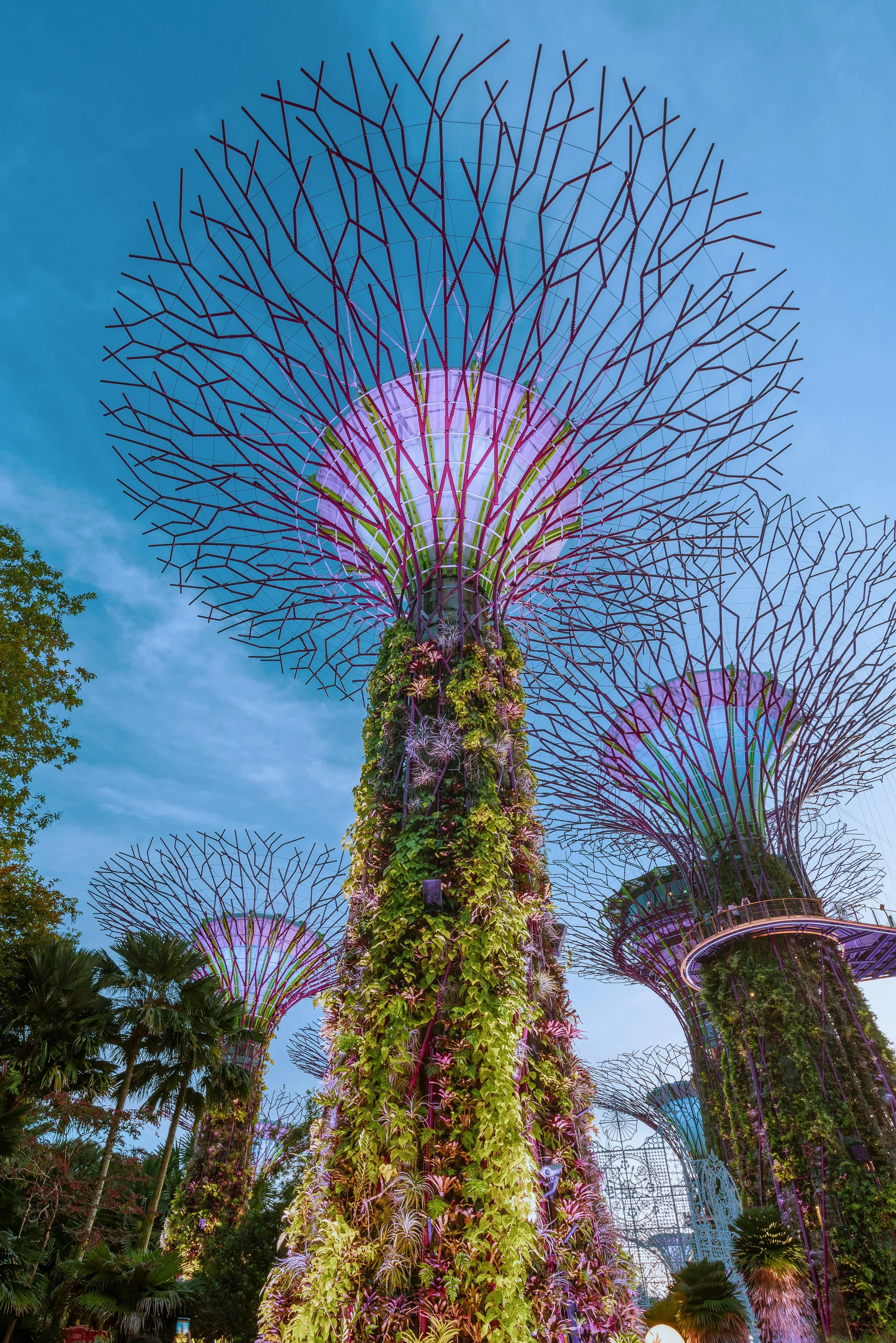 Night view of Supertree Grove at Gardens by the Bay in Singapore, featuring illuminated artificial trees covered with vines and plants against a clear blue sky.