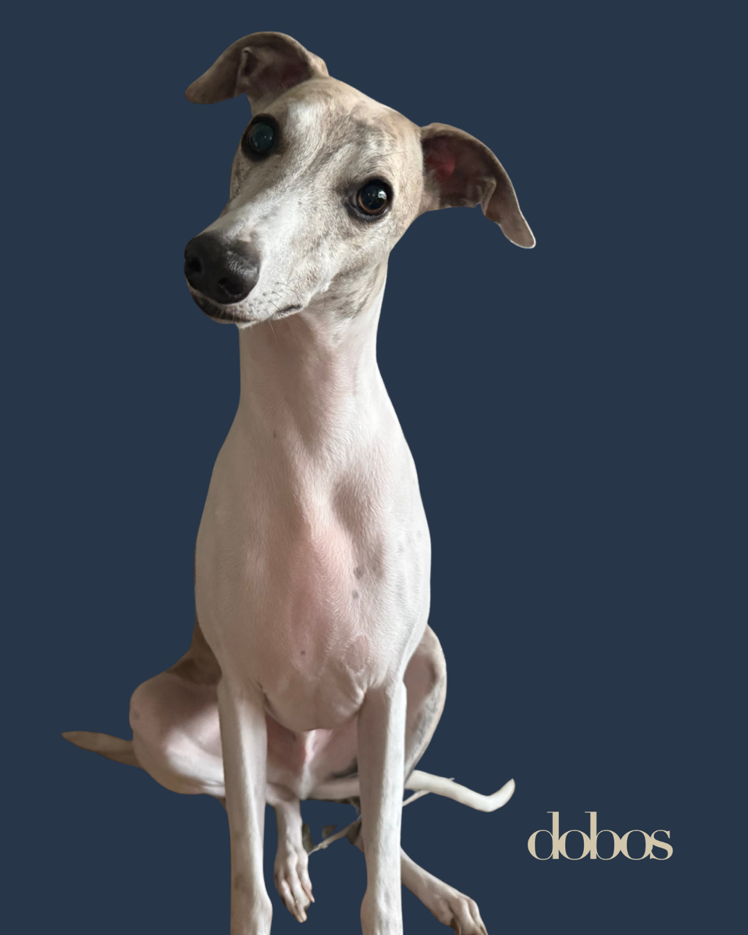 Zigi, a sitting whippet with a light-colored coat and a dark background, with the word 'dobos' in the bottom right corner.